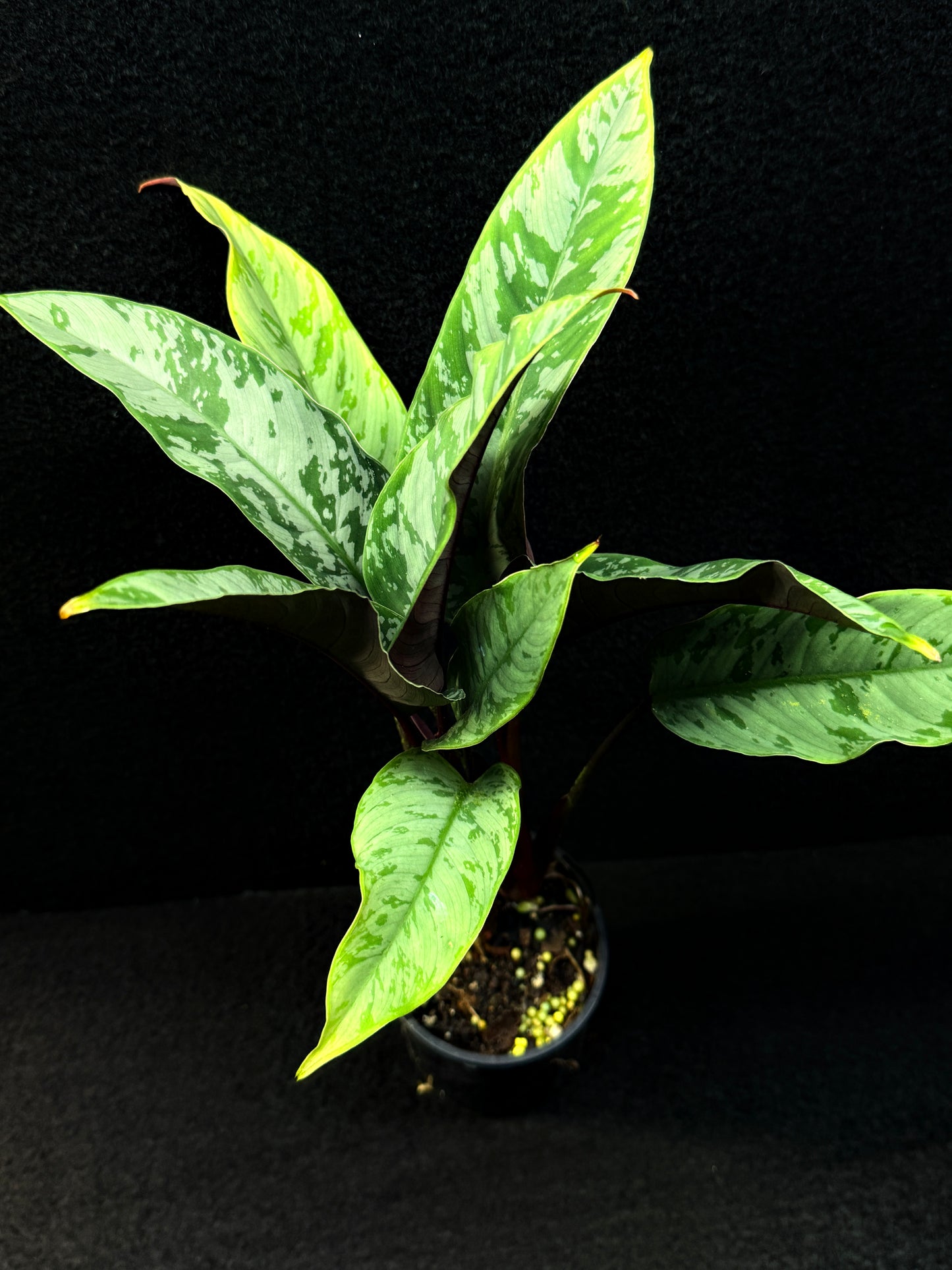 Apoballis Acuminatissima 'Red Sword' E63