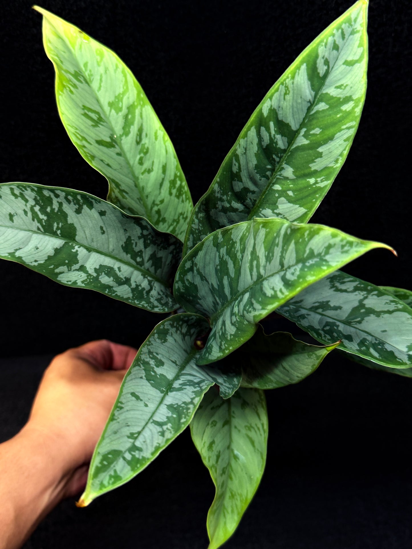 Apoballis Acuminatissima 'Red Sword' E63