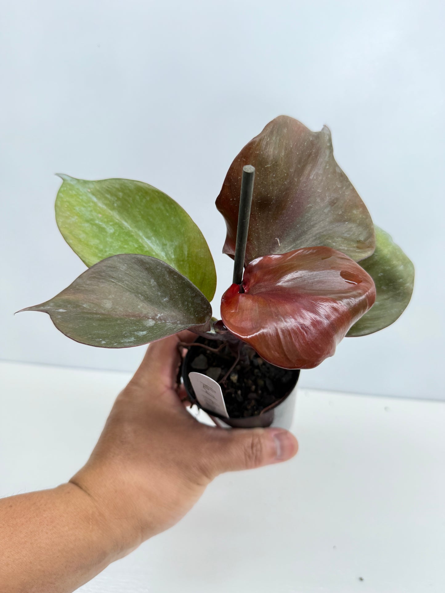 Philodendron Red Heart - Best Pick of the Crop!