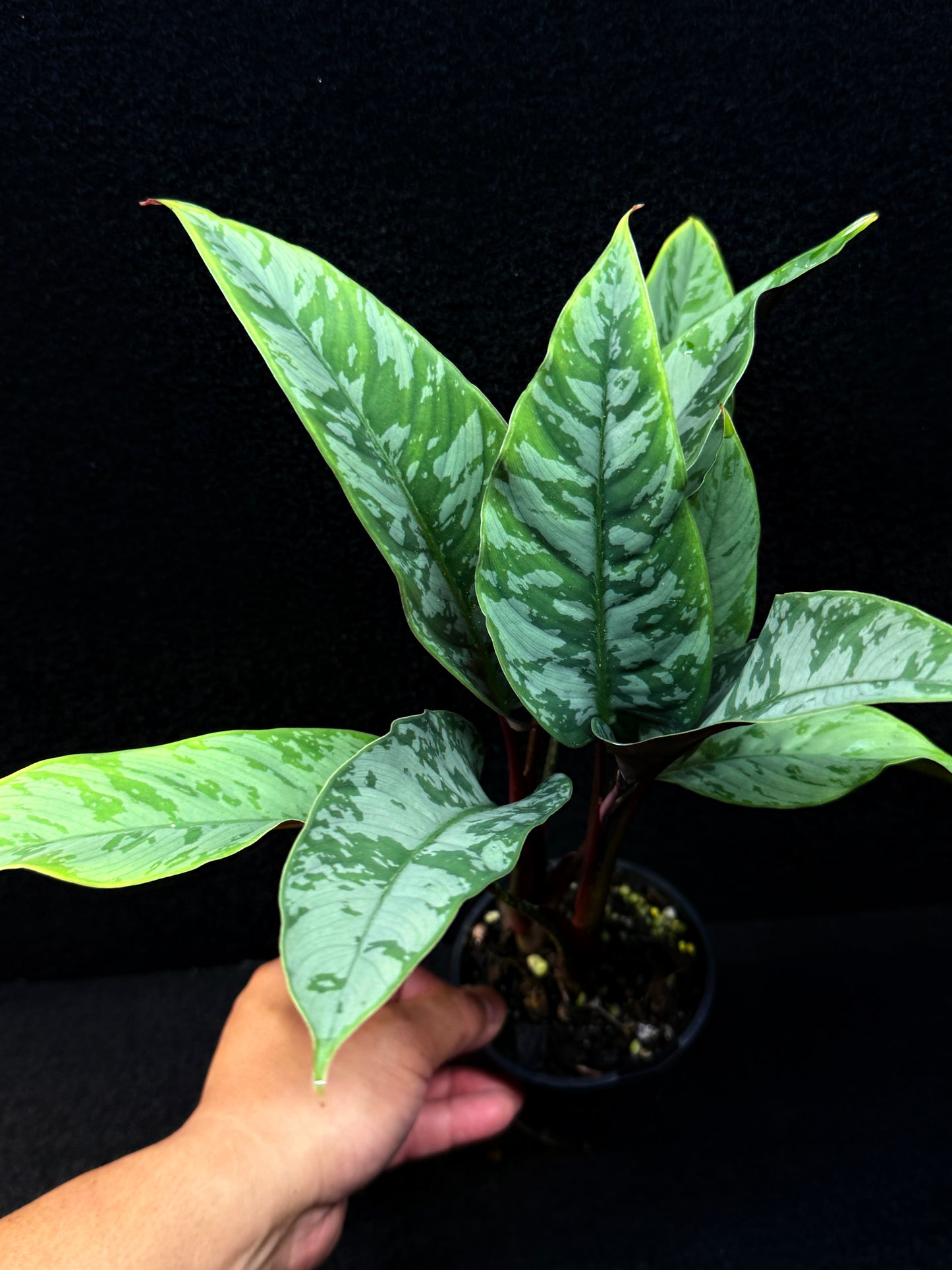 Apoballis Acuminatissima 'Red Sword' E63