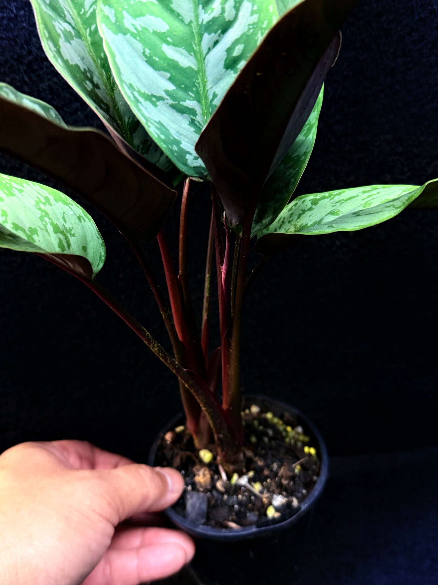 Apoballis Acuminatissima 'Red Sword' E63