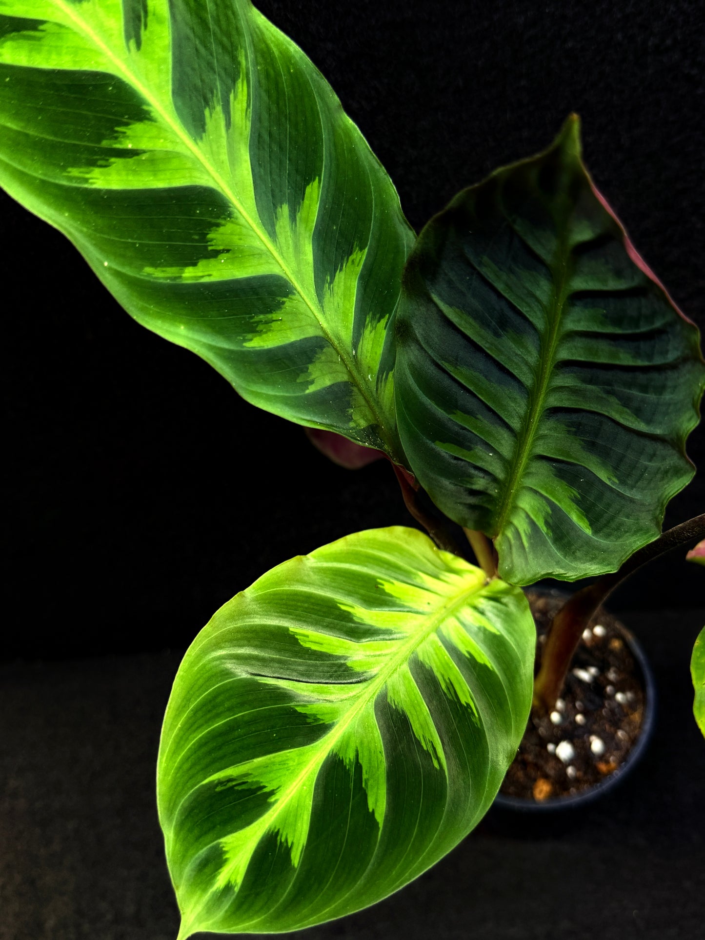 Calathea Warscewiczii E75