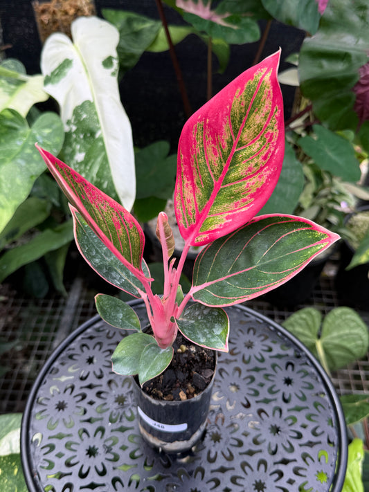 Aglaonema 'Lipstick Khanza' - Rarely Offered J48