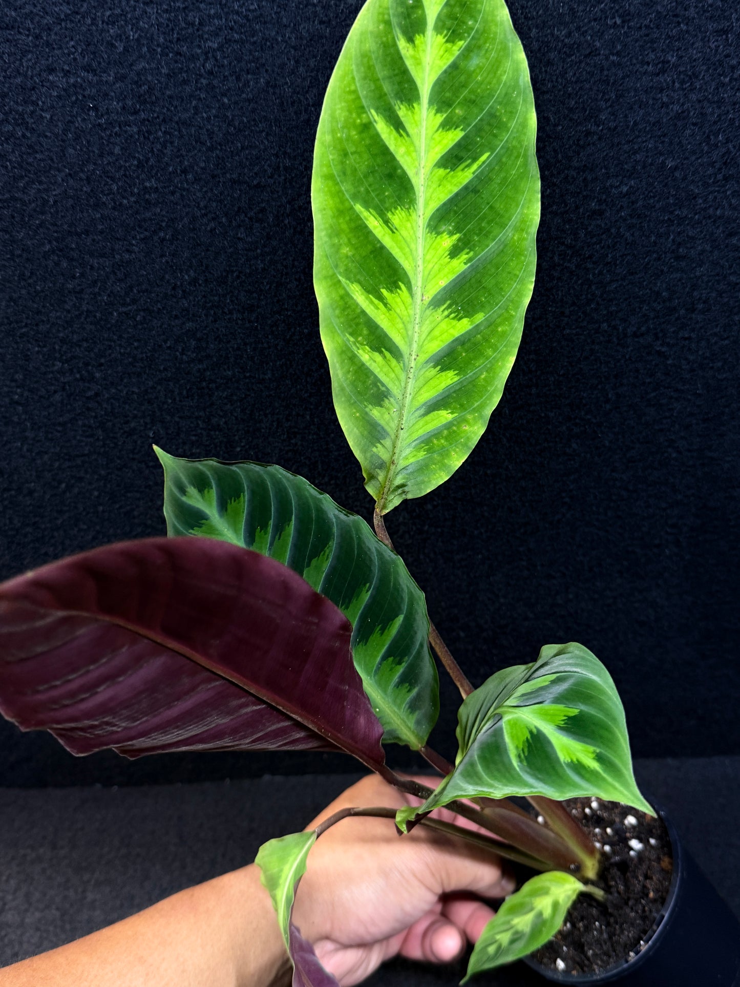 Calathea Warscewiczii E75