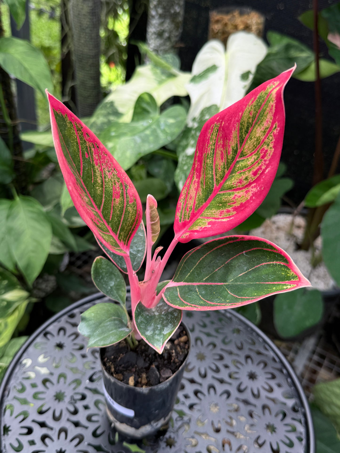 Aglaonema 'Lipstick Khanza' - Rarely Offered J48