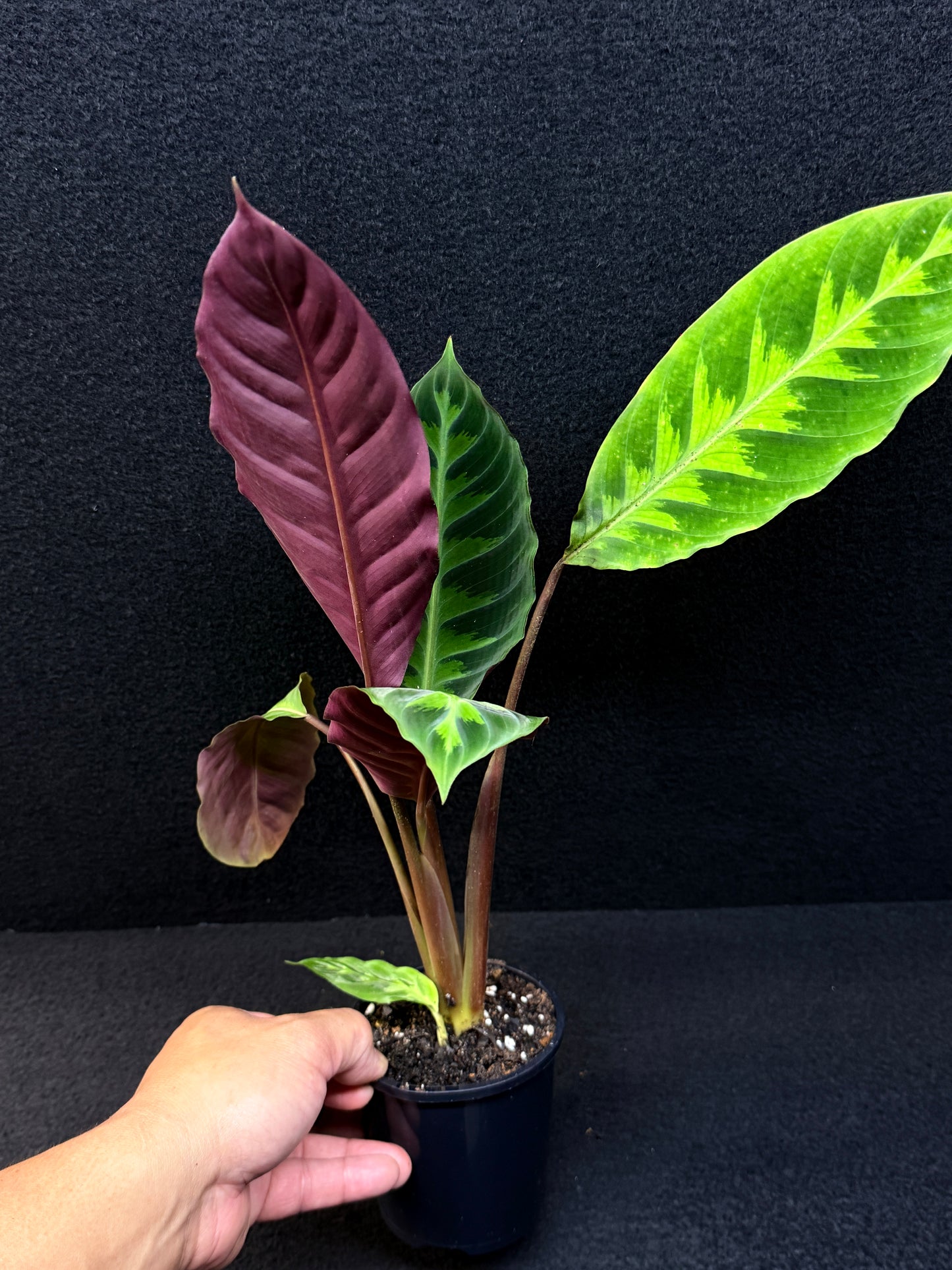 Calathea Warscewiczii E75