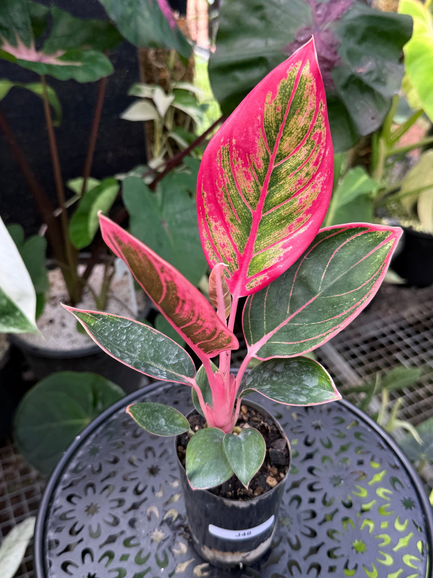 Aglaonema 'Lipstick Khanza' - Rarely Offered J48