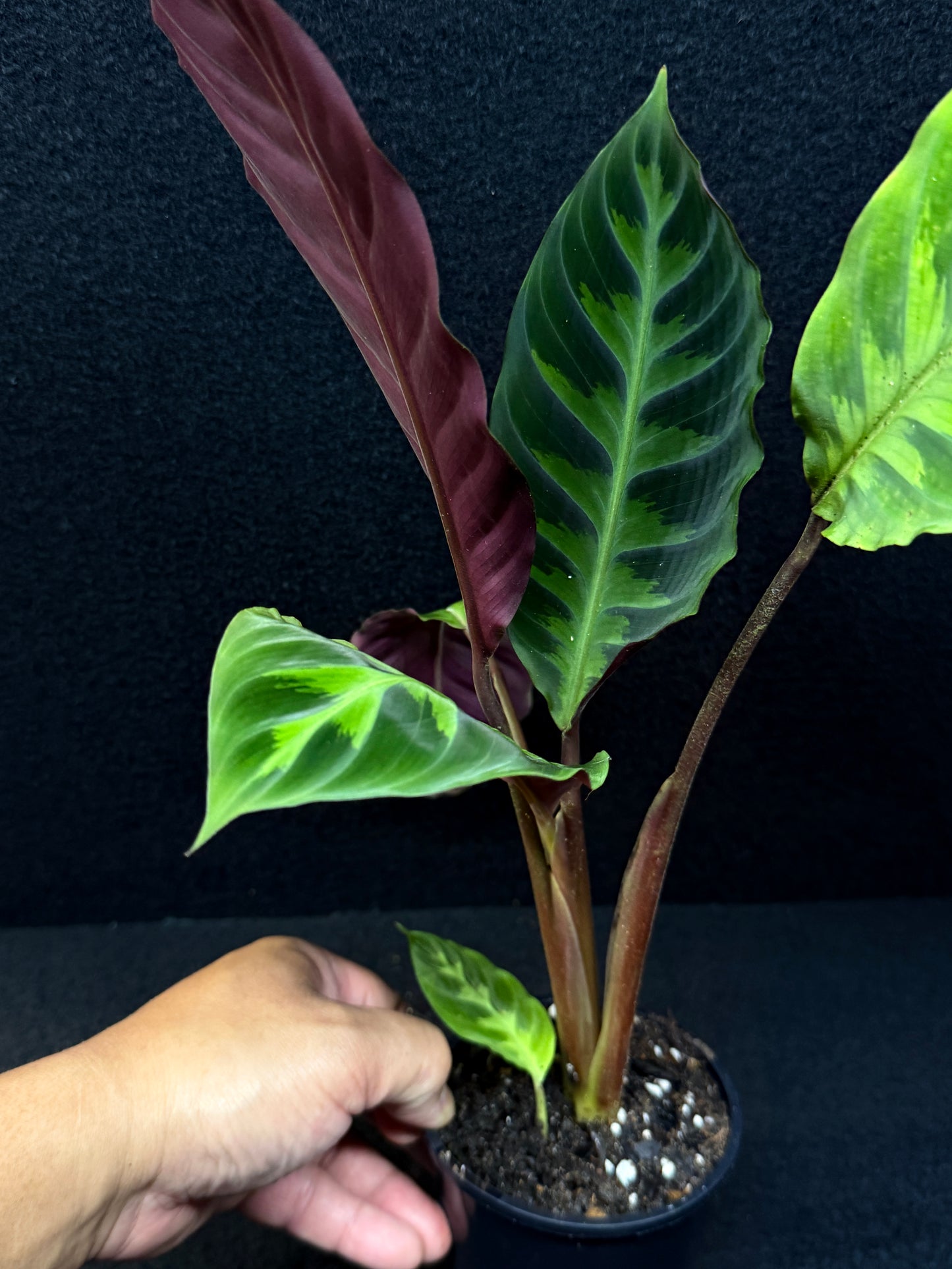 Calathea Warscewiczii E75