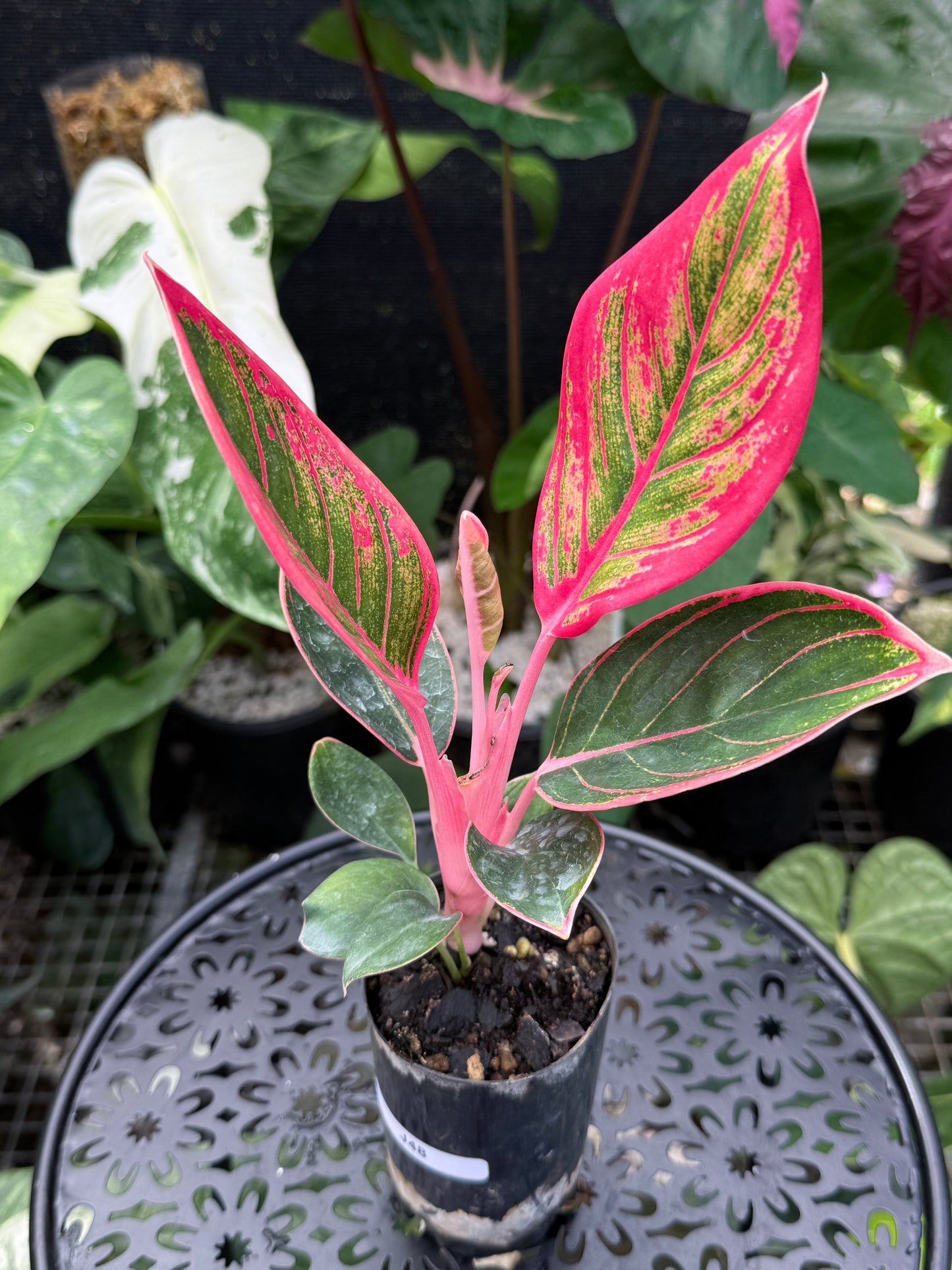 Aglaonema 'Lipstick Khanza' - Rarely Offered J48
