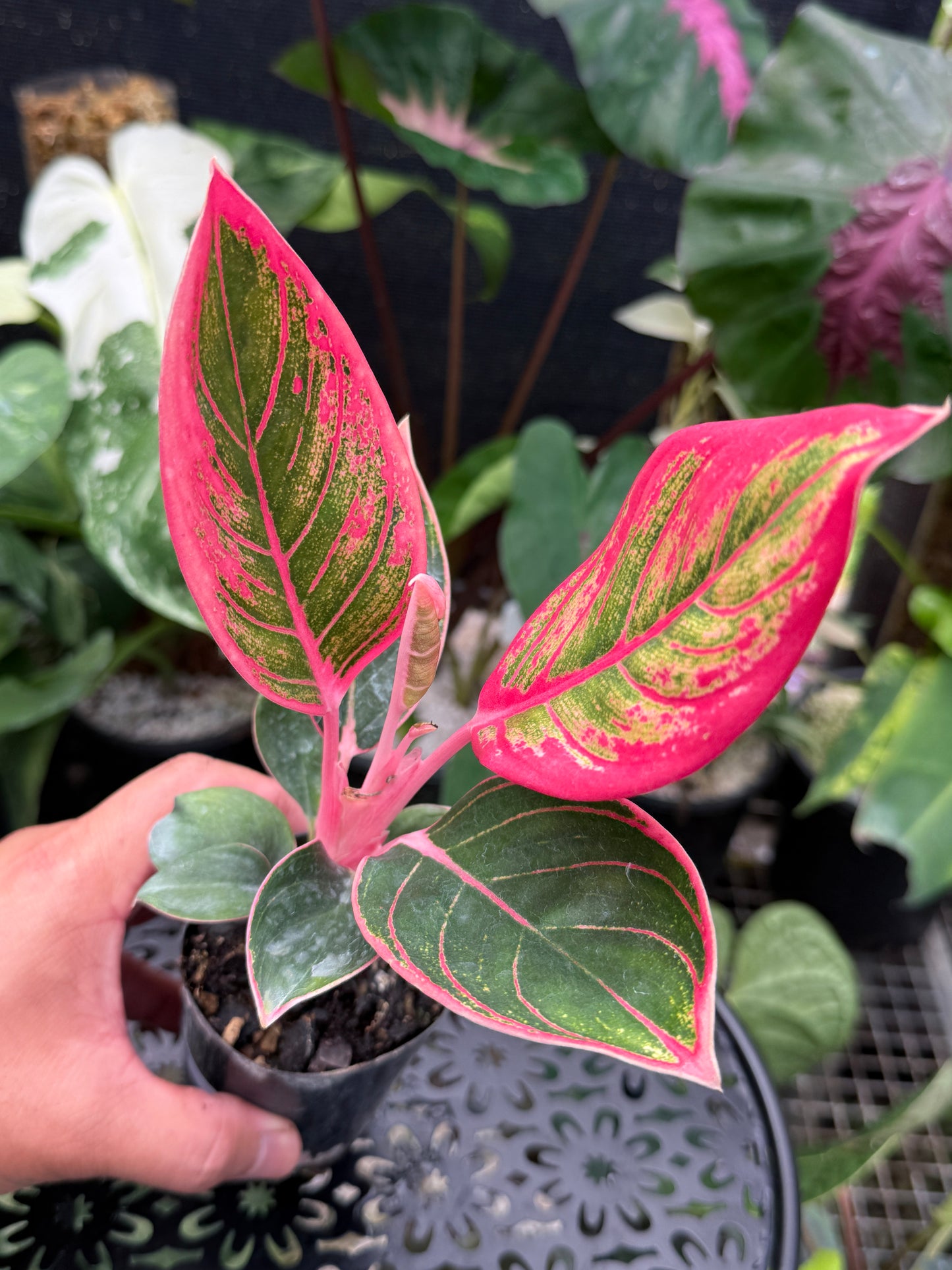 Aglaonema 'Lipstick Khanza' - Rarely Offered J48
