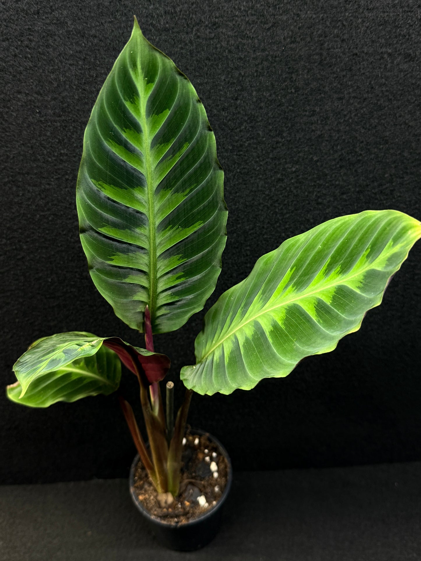 Calathea Warscewiczii E76