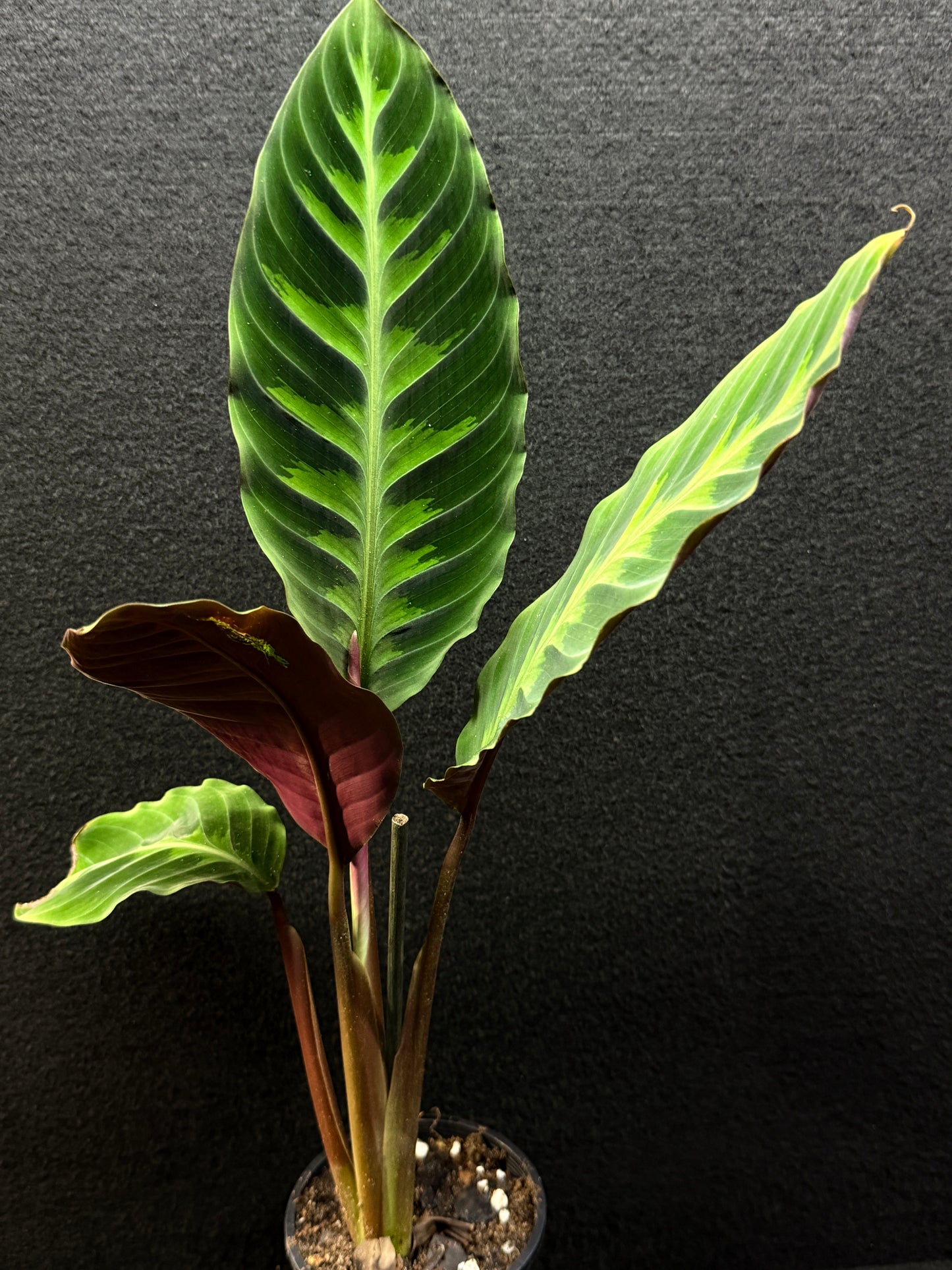 Calathea Warscewiczii E76