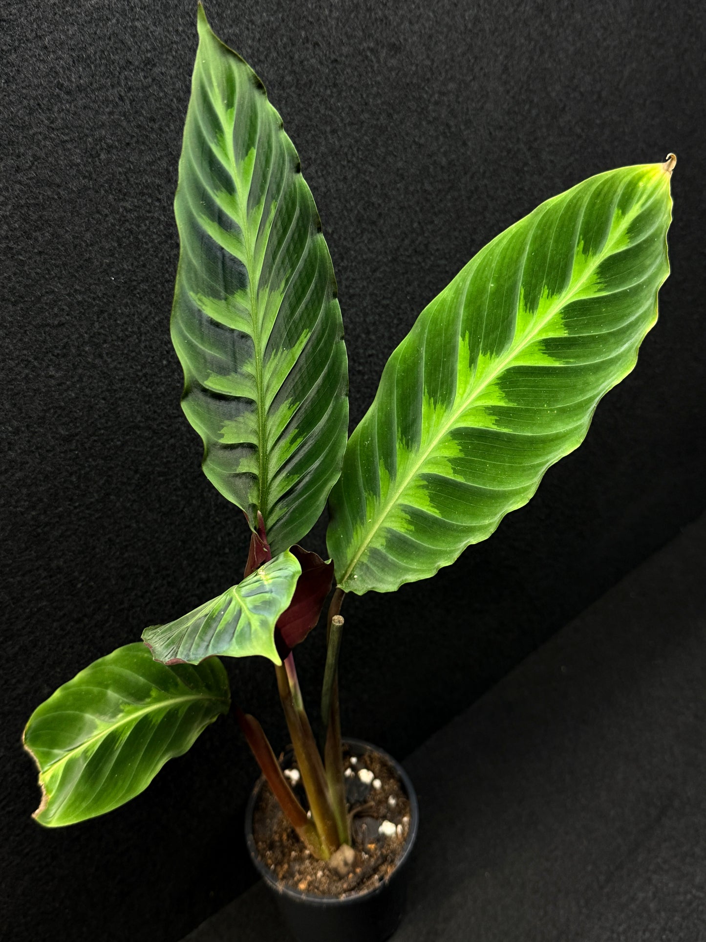 Calathea Warscewiczii E76
