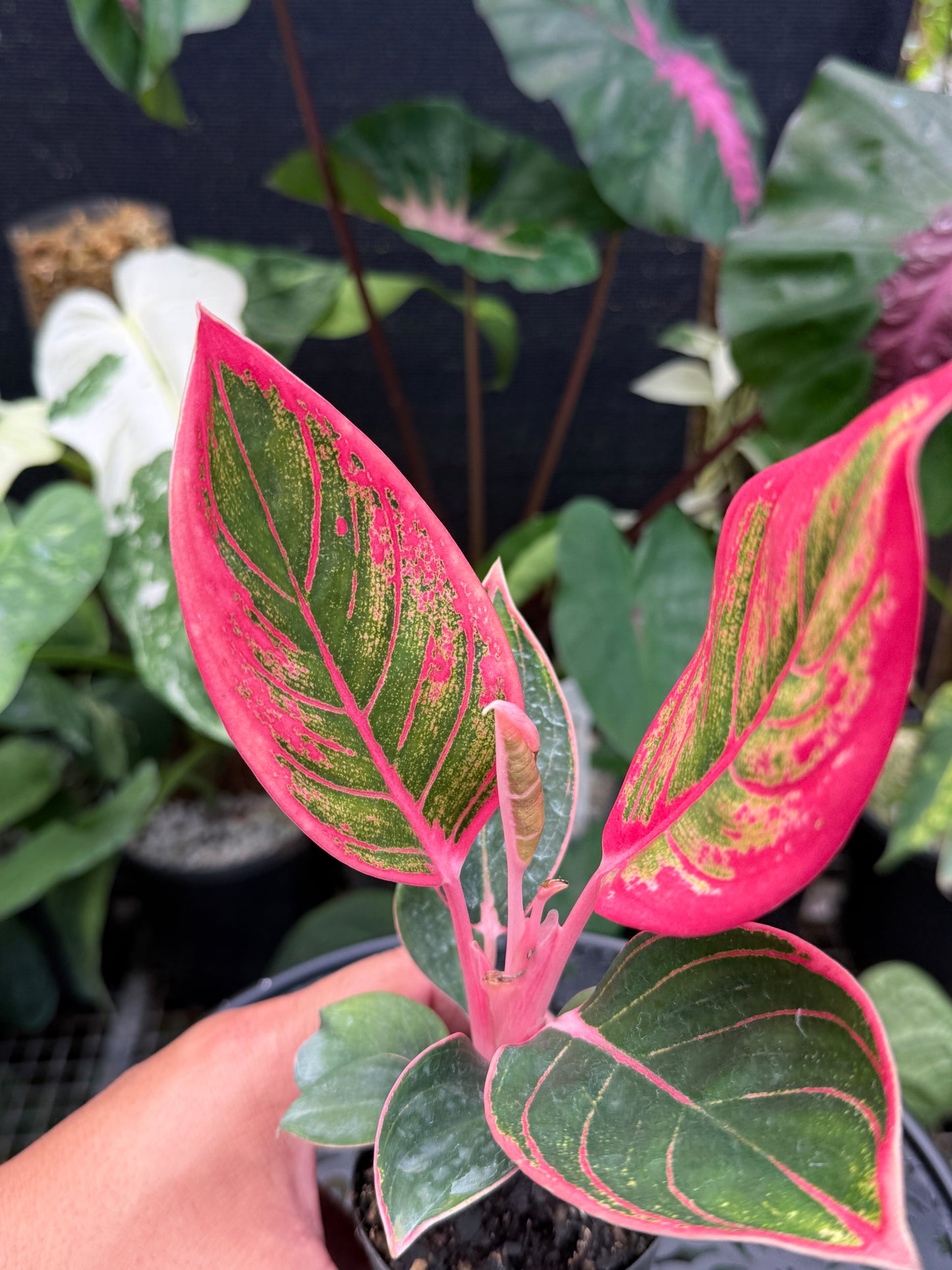 Aglaonema 'Lipstick Khanza' - Rarely Offered J48