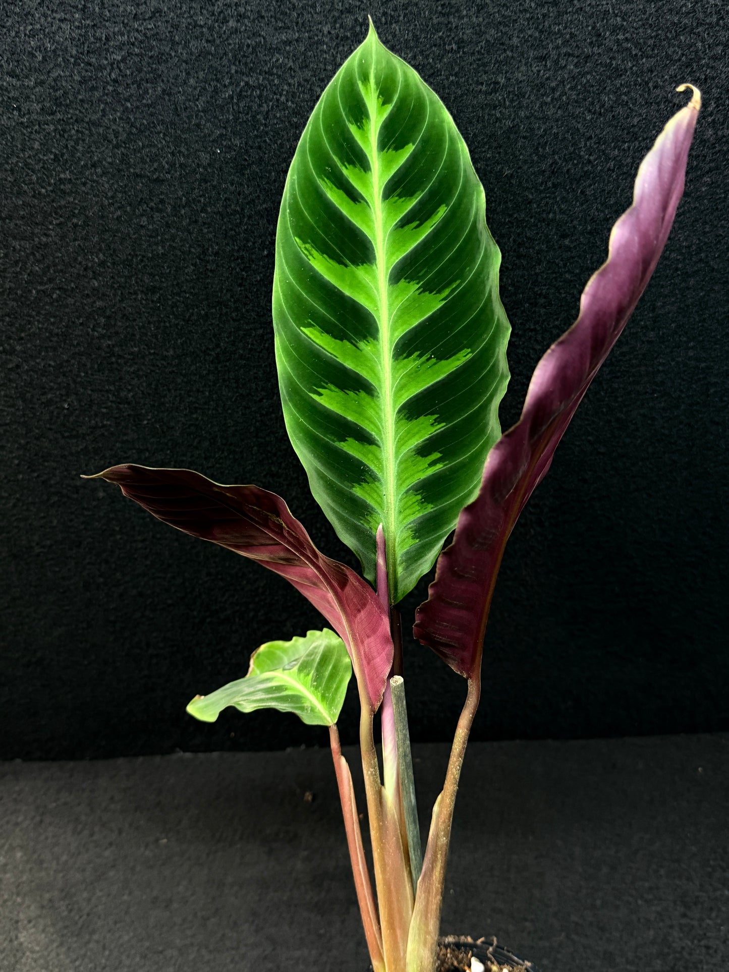 Calathea Warscewiczii E76
