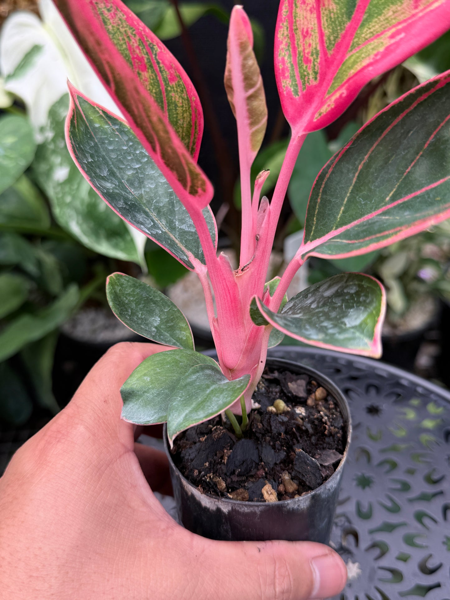 Aglaonema 'Lipstick Khanza' - Rarely Offered J48