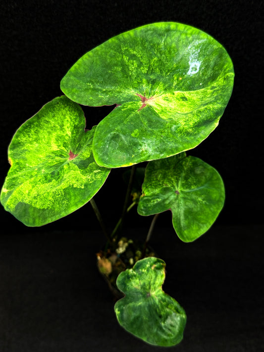 Caladium Hybrid (Lotus Form) E56