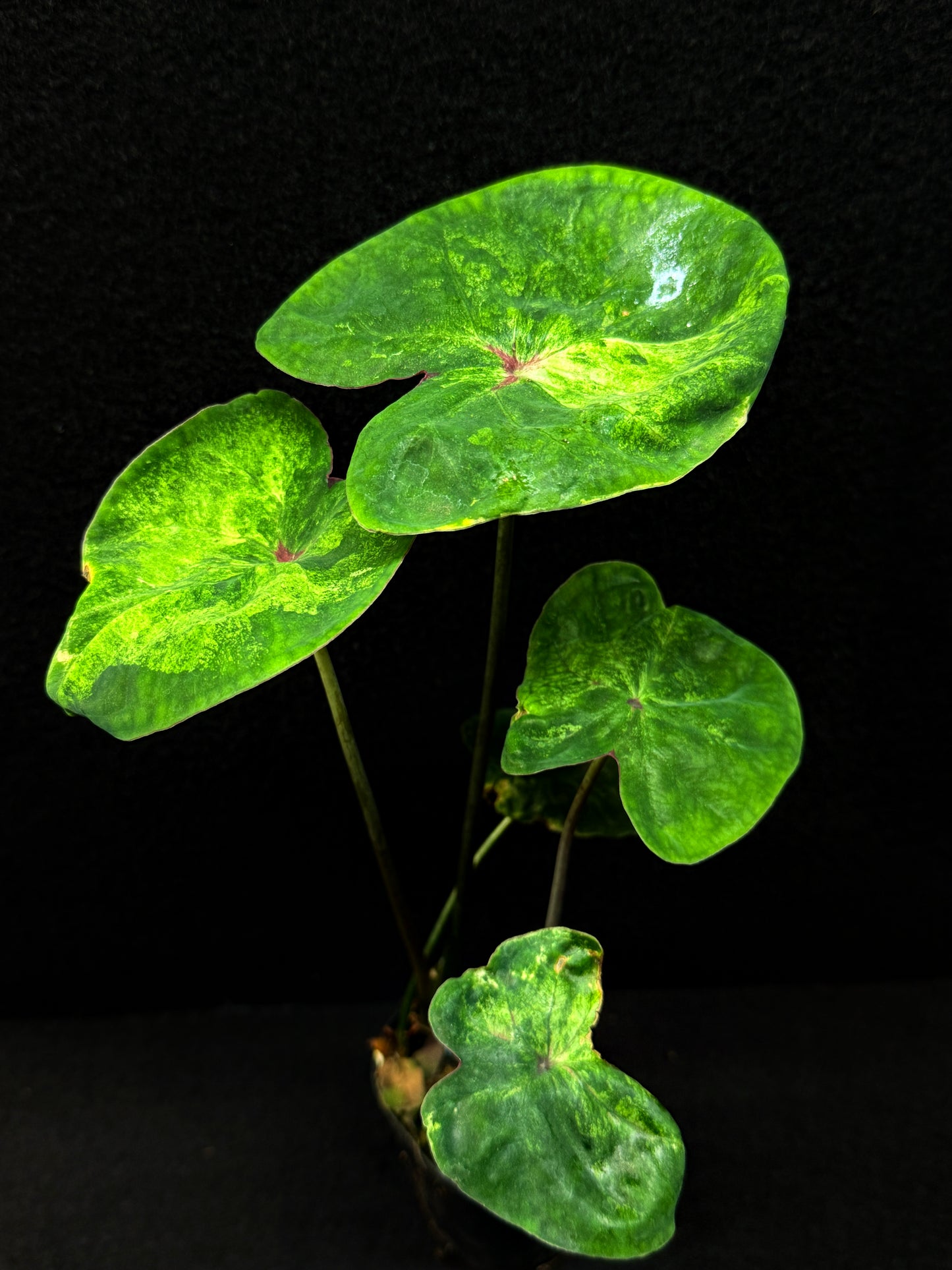 Caladium Hybrid (Lotus Form) E56