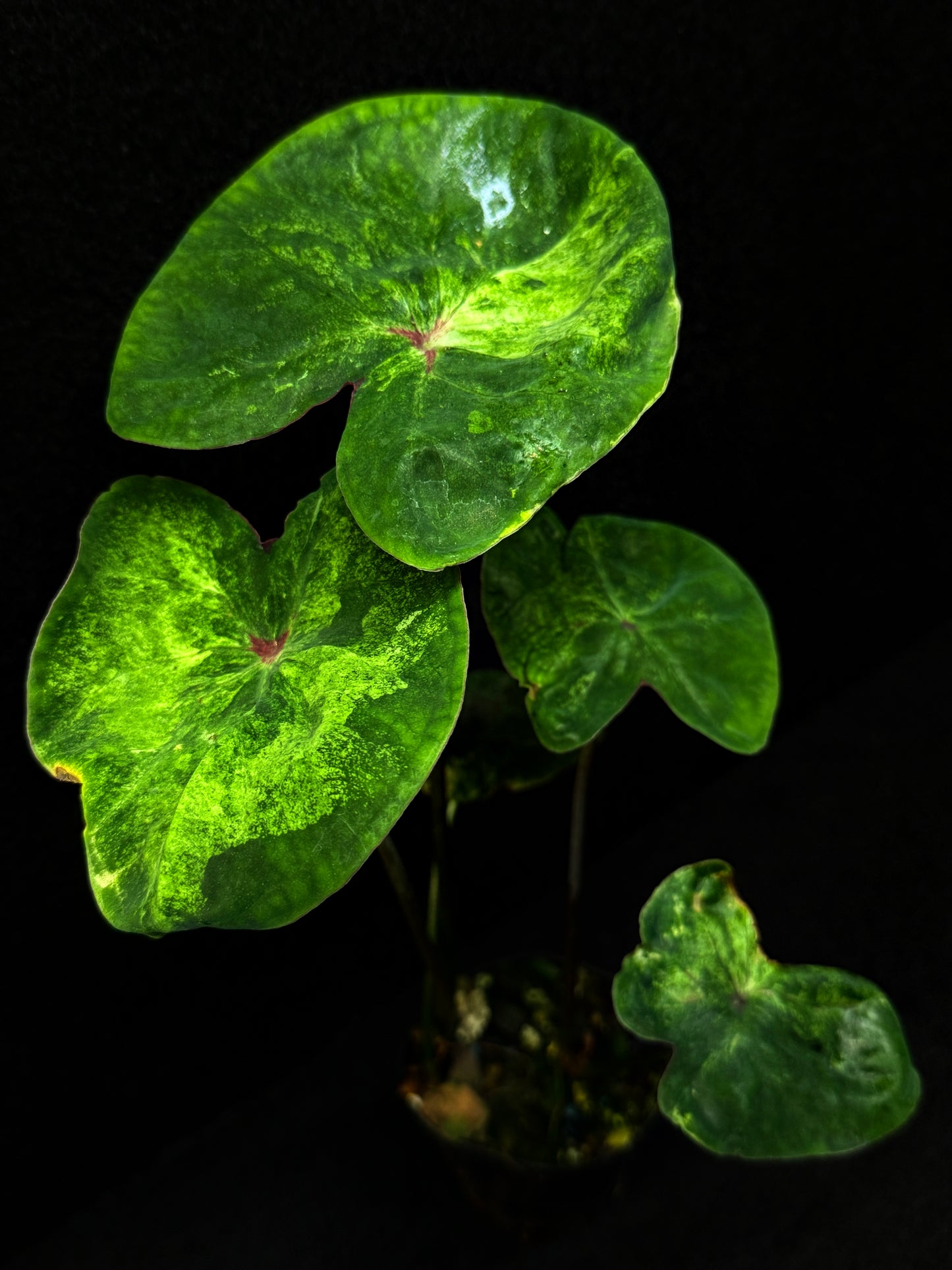 Caladium Hybrid (Lotus Form) E56