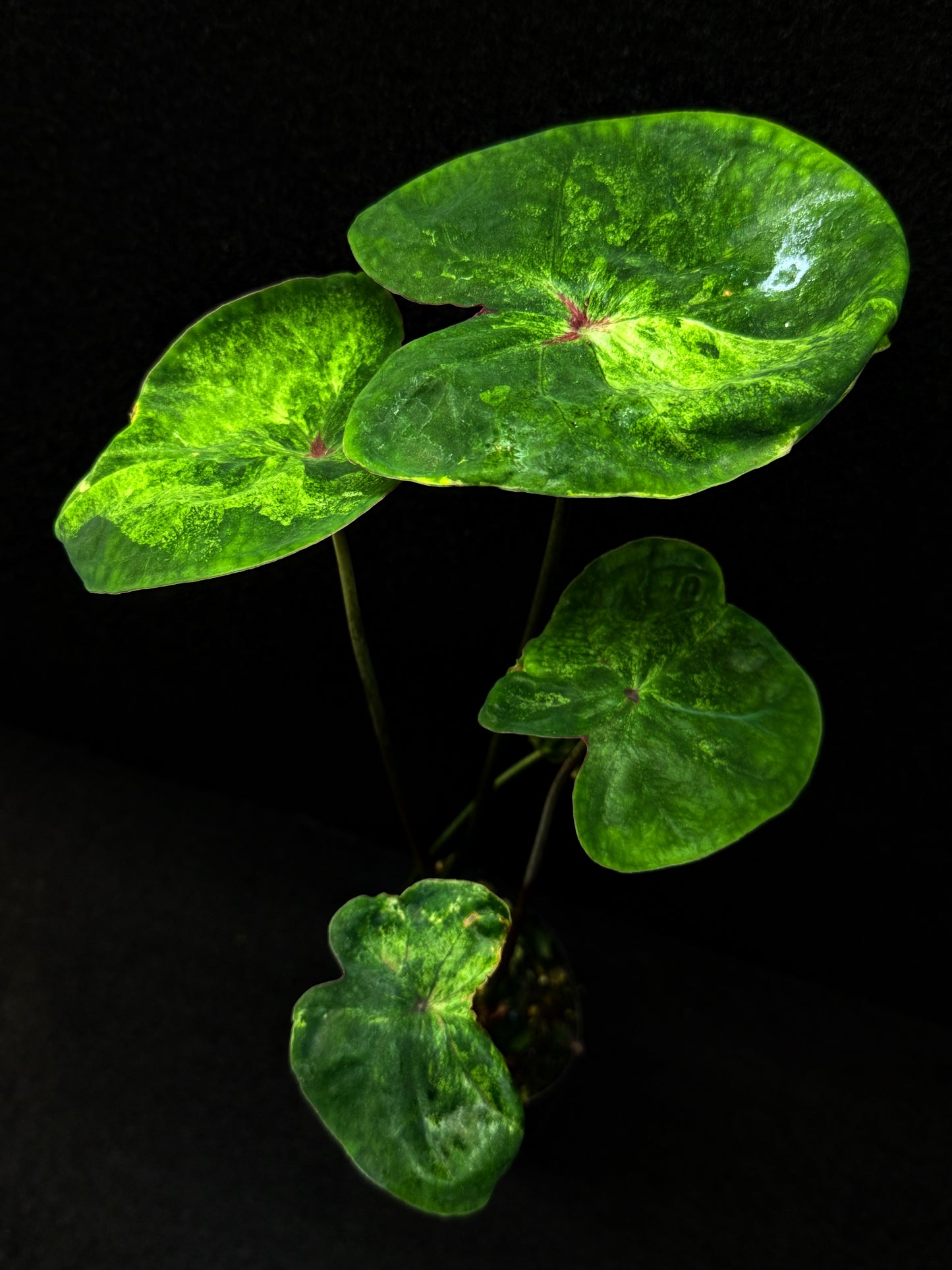 Caladium Hybrid (Lotus Form) E56