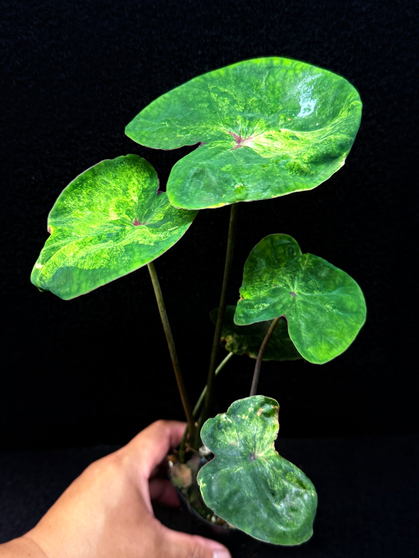 Caladium Hybrid (Lotus Form) E56