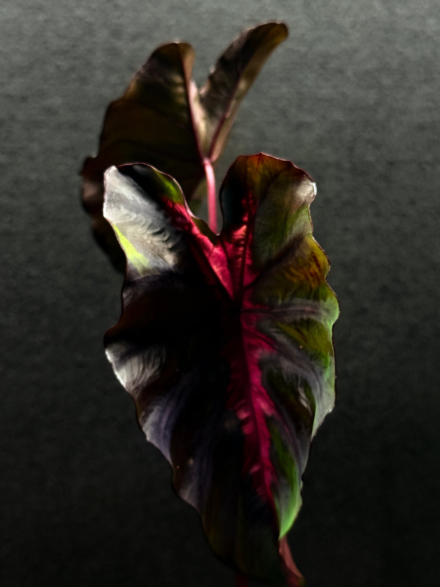 Colocasia 'Cherry Ripe' E52
