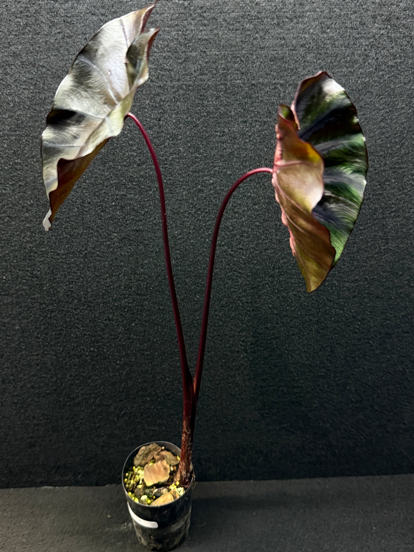 Colocasia 'Cherry Ripe' E52