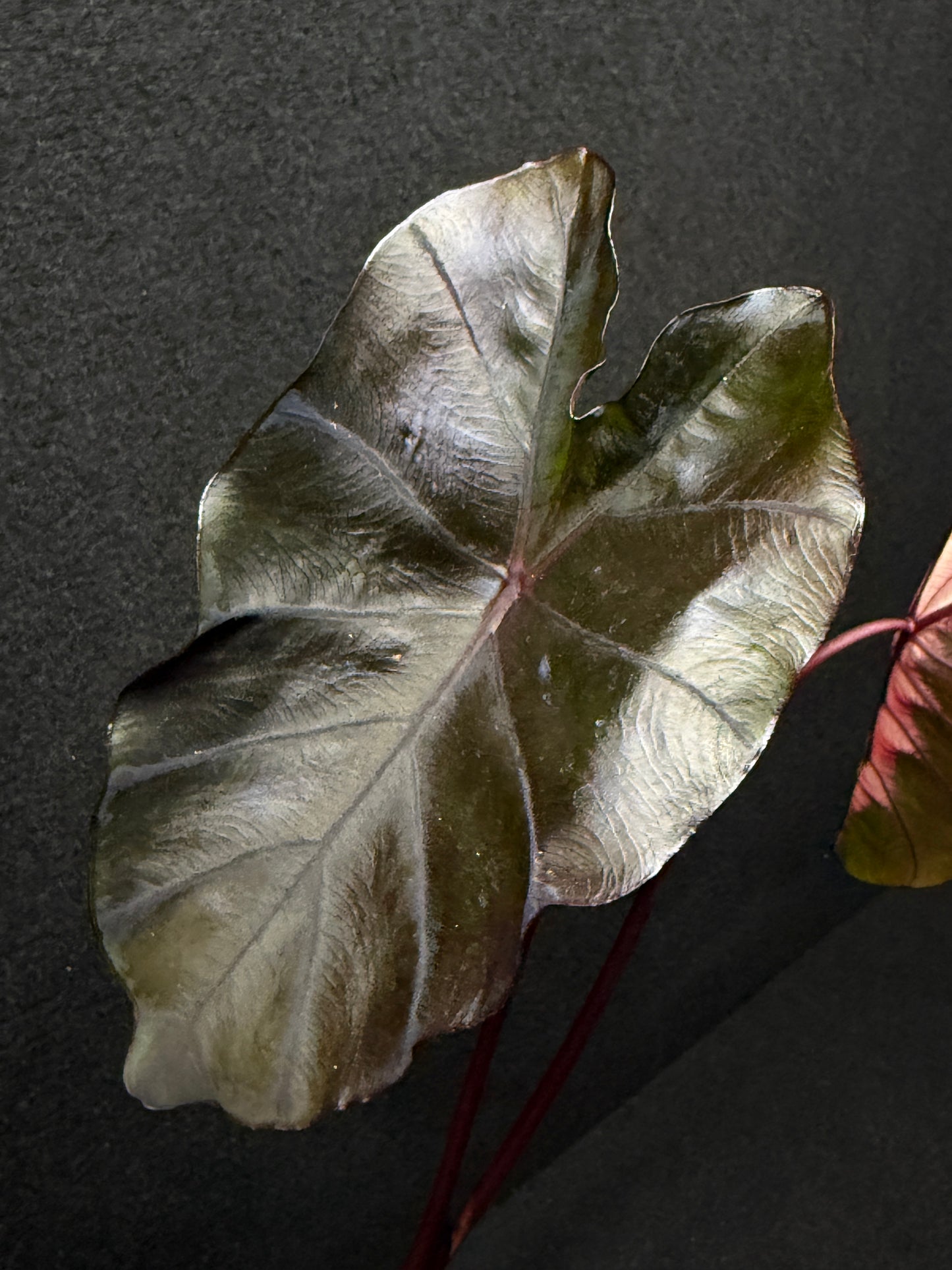 Colocasia 'Cherry Ripe' E52
