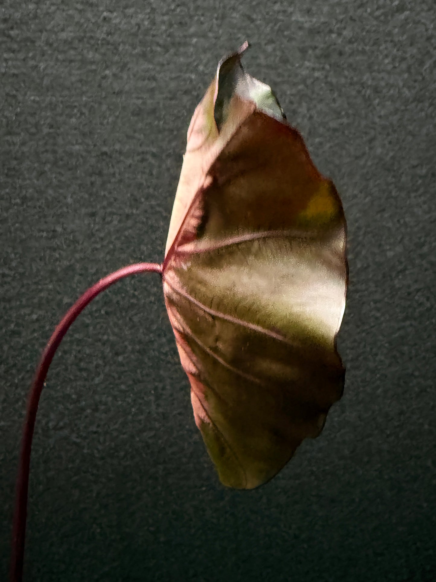 Colocasia 'Cherry Ripe' E52