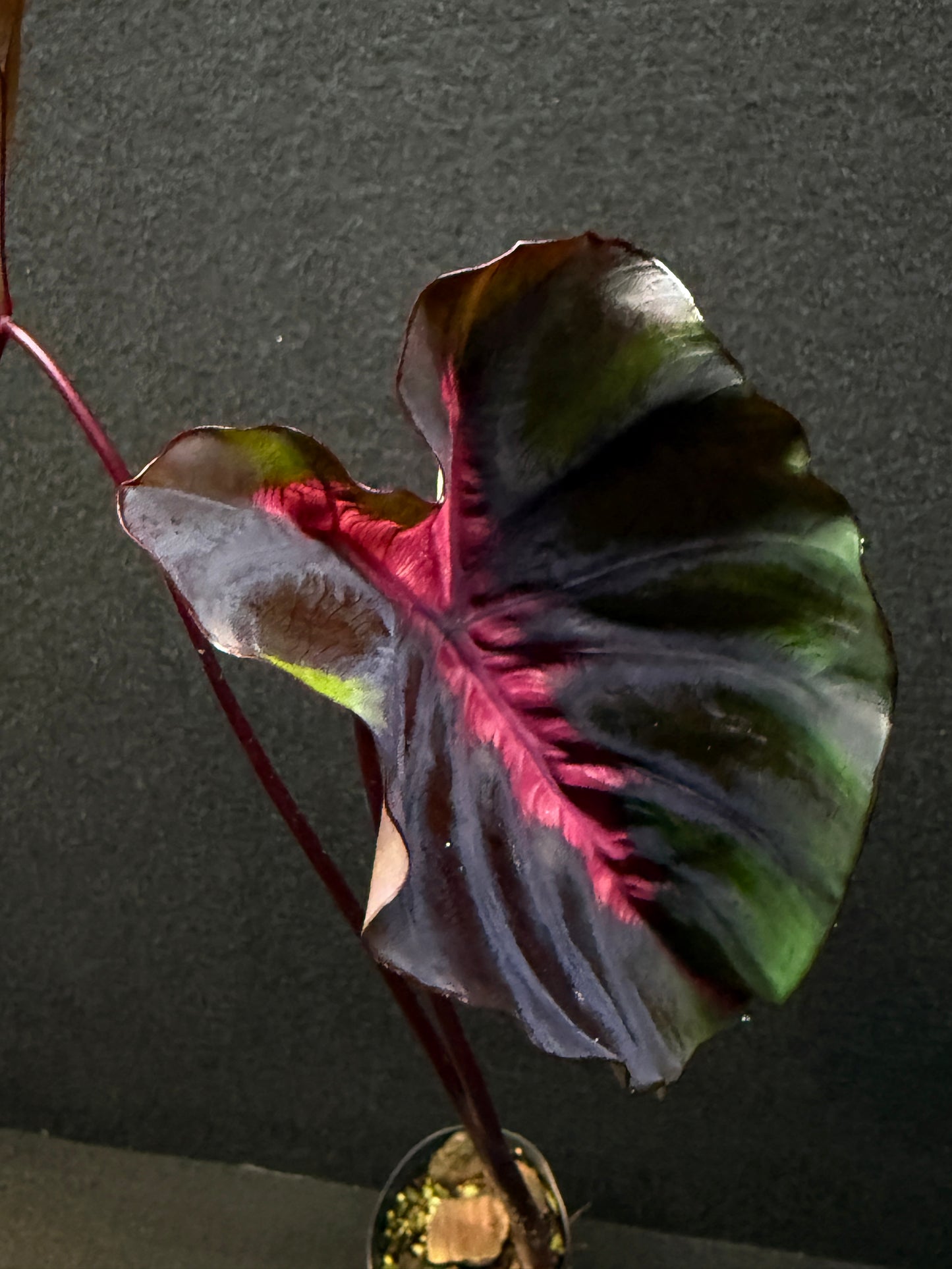 Colocasia 'Cherry Ripe' E52