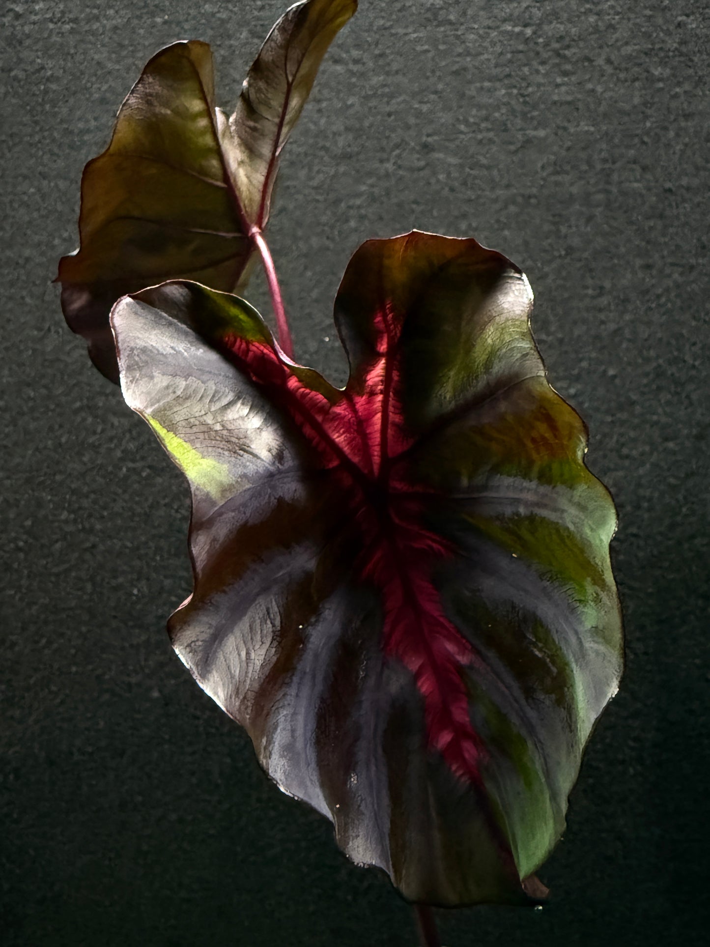Colocasia 'Cherry Ripe' E52