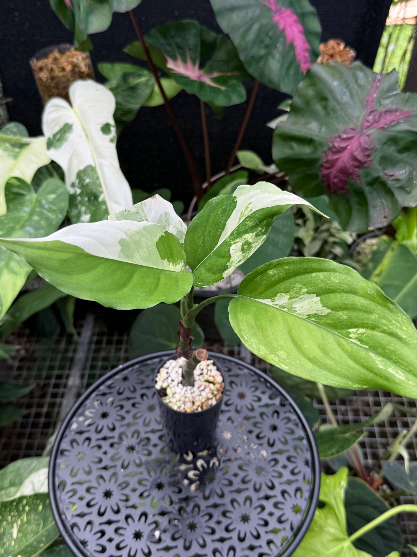 Aglaonema 'Modestum Variegata' J49