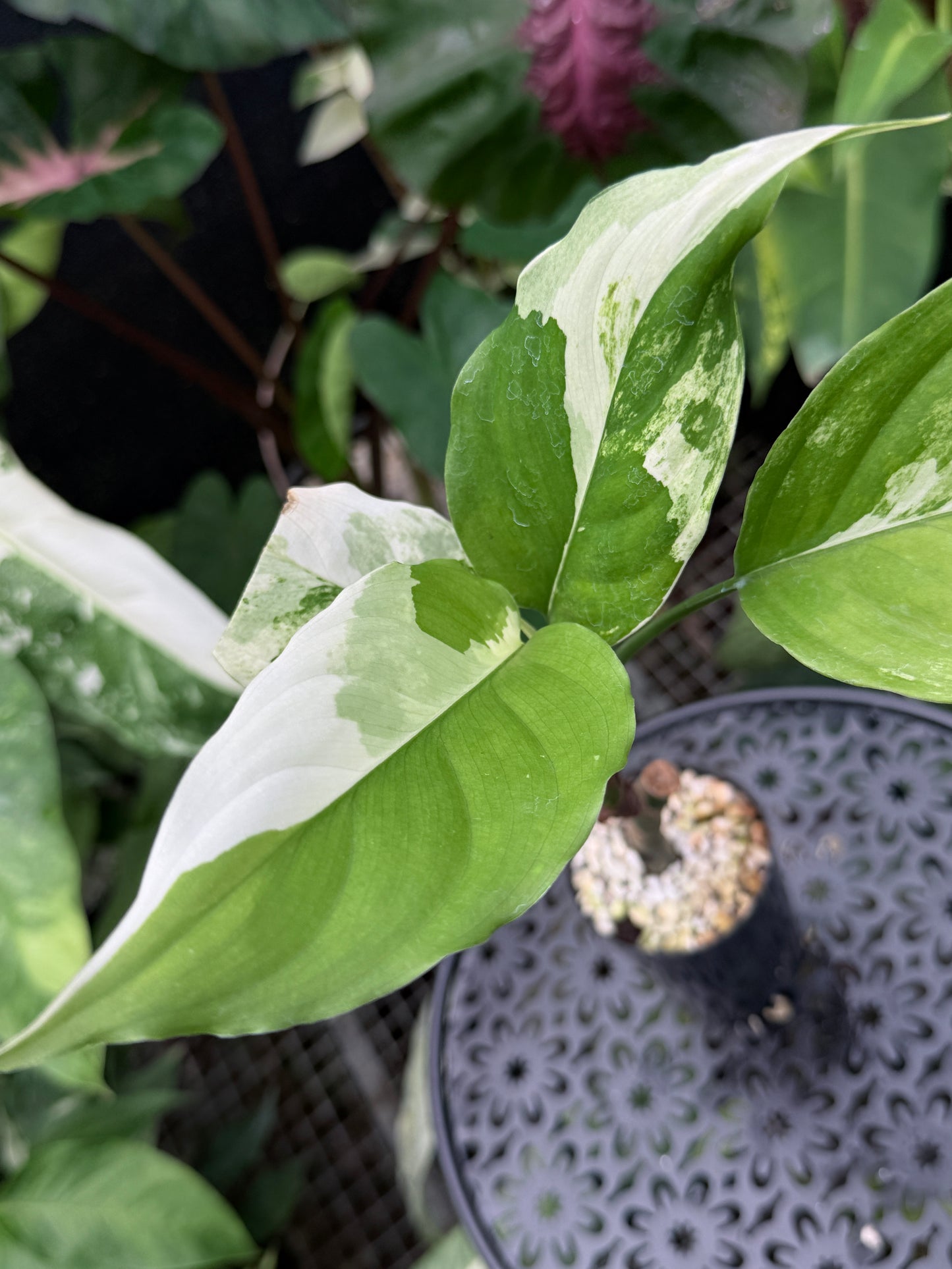 Aglaonema 'Modestum Variegata' J49