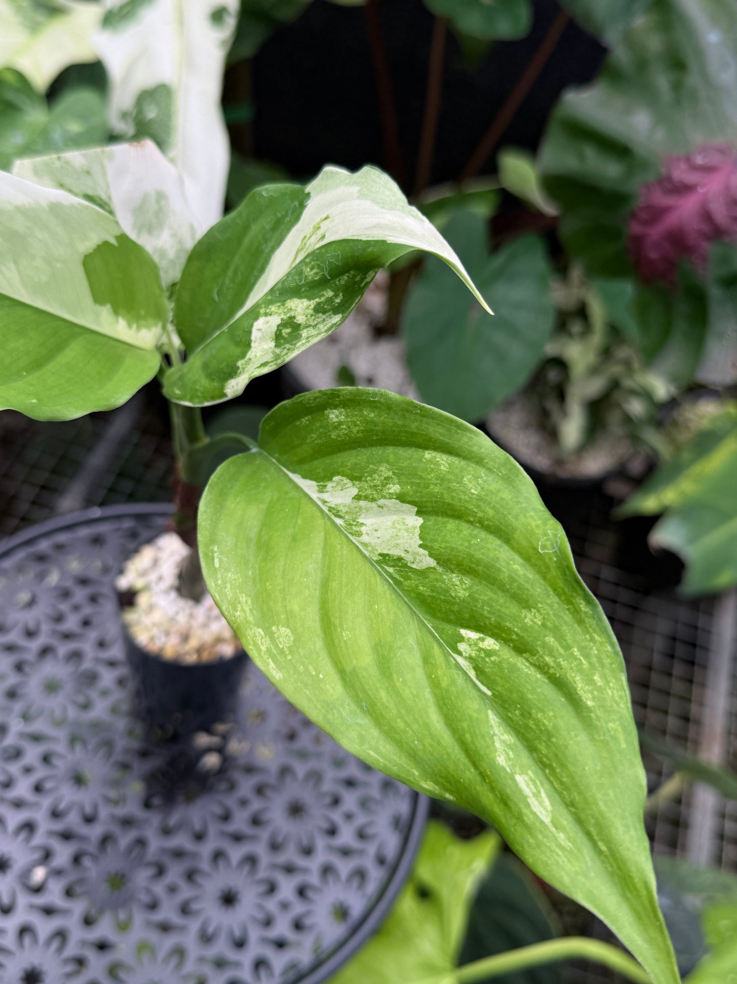 Aglaonema 'Modestum Variegata' J49