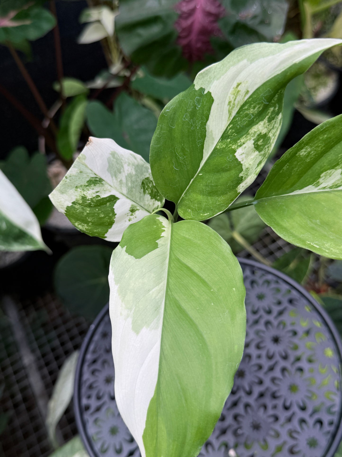 Aglaonema 'Modestum Variegata' J49