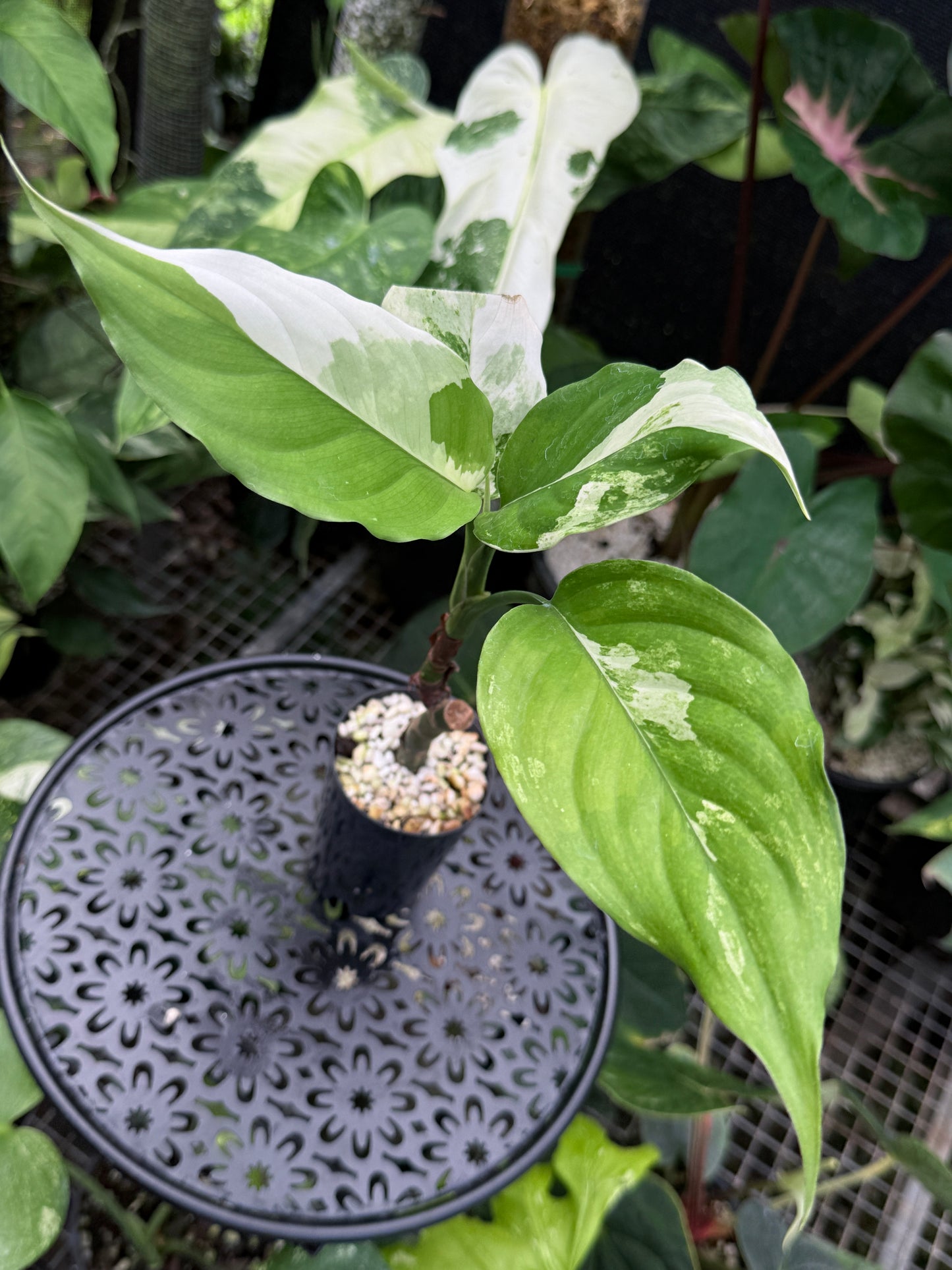 Aglaonema 'Modestum Variegata' J49