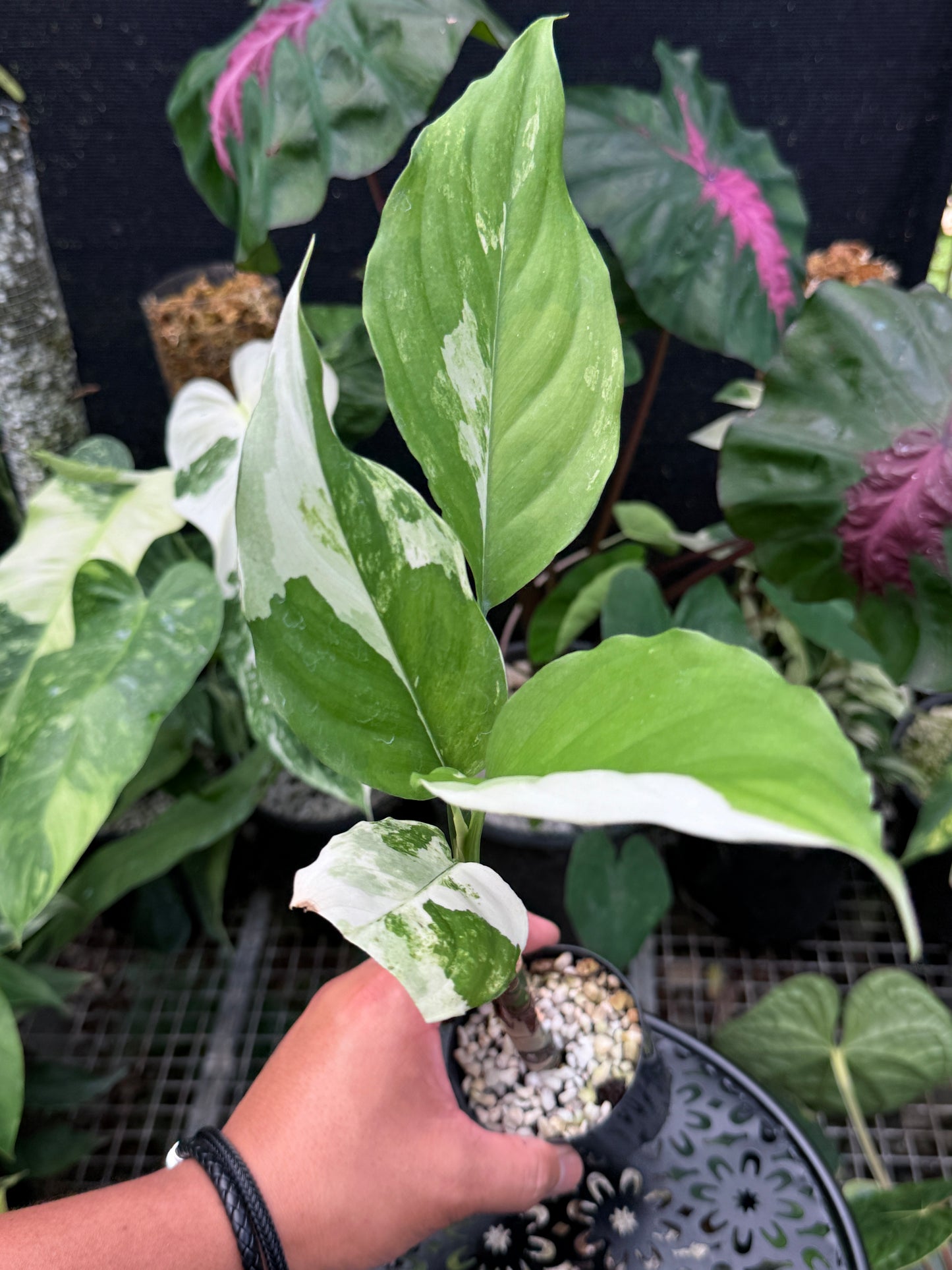 Aglaonema 'Modestum Variegata' J49
