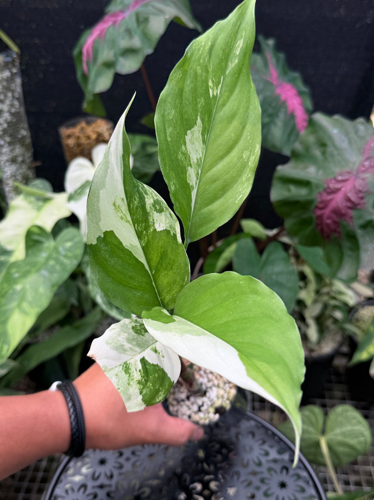Aglaonema 'Modestum Variegata' J49
