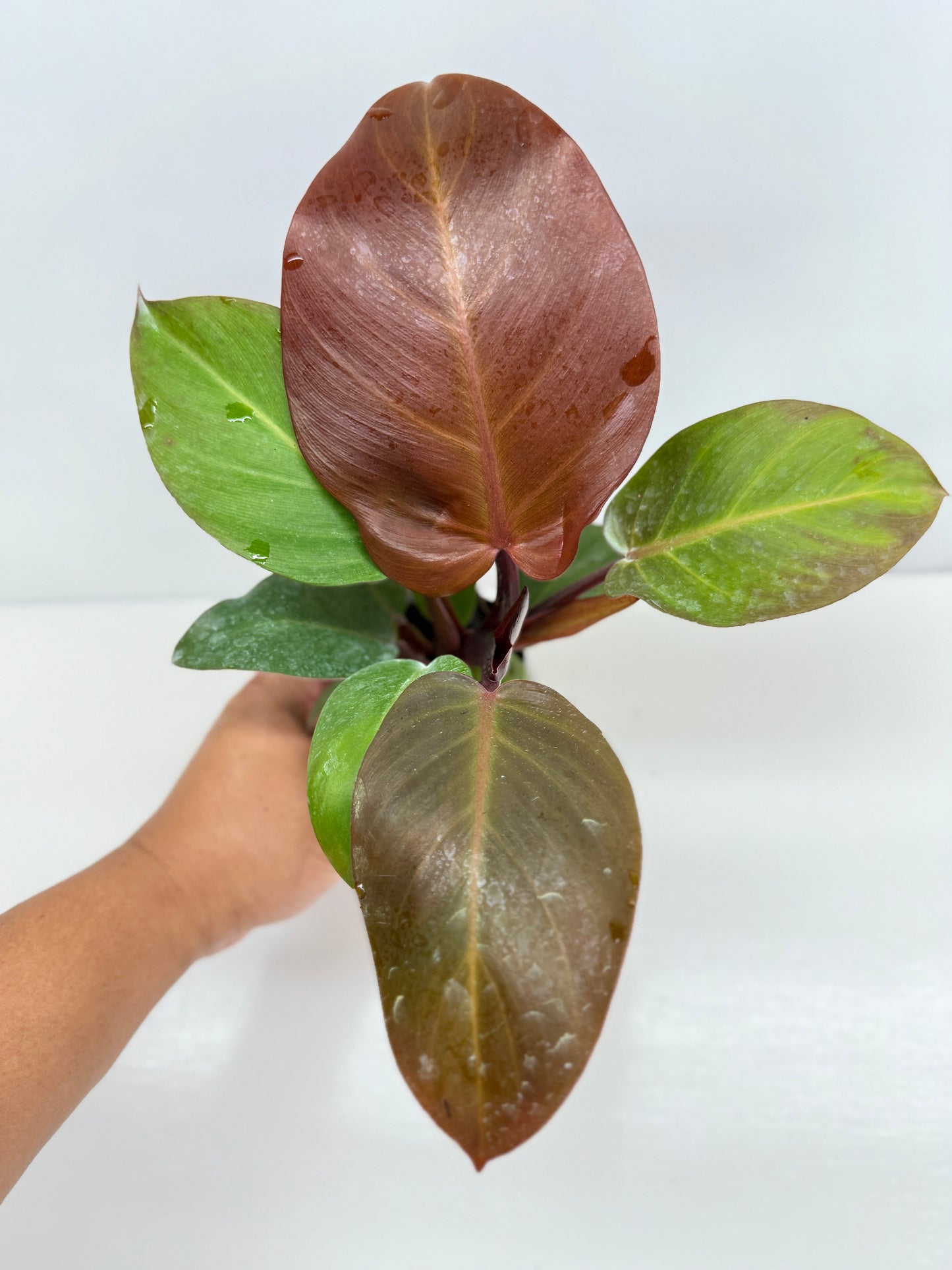 Philodendron Cherry Red - Best Pick of the Crop!