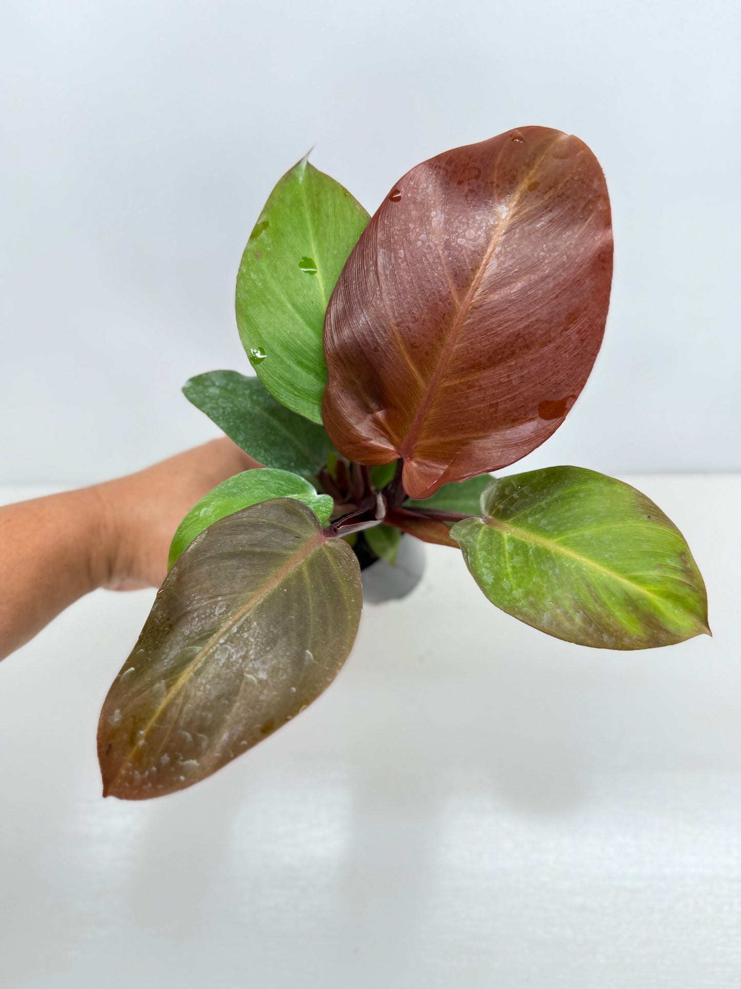 Philodendron Cherry Red - Best Pick of the Crop!