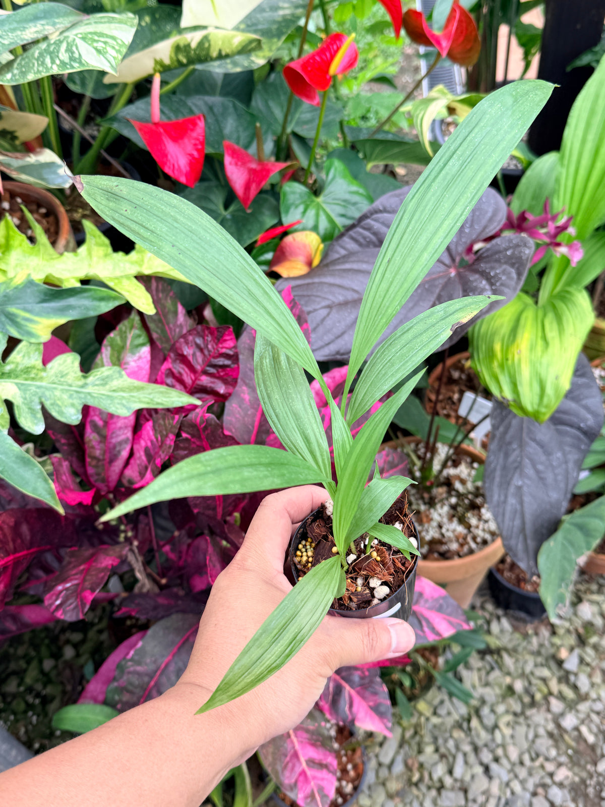 Spathoglottis 'Puple Col' P73