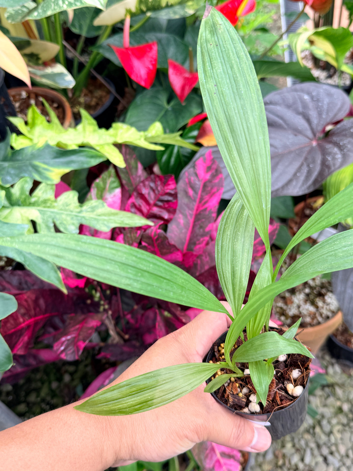 Spathoglottis 'Puple Col' P73