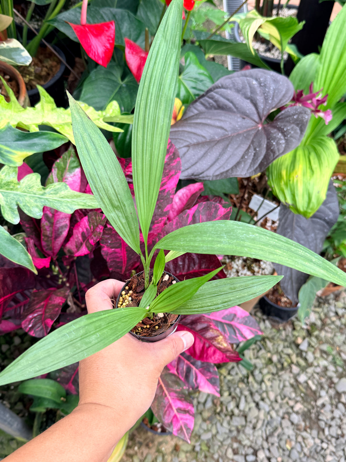 Spathoglottis 'Puple Col' P64