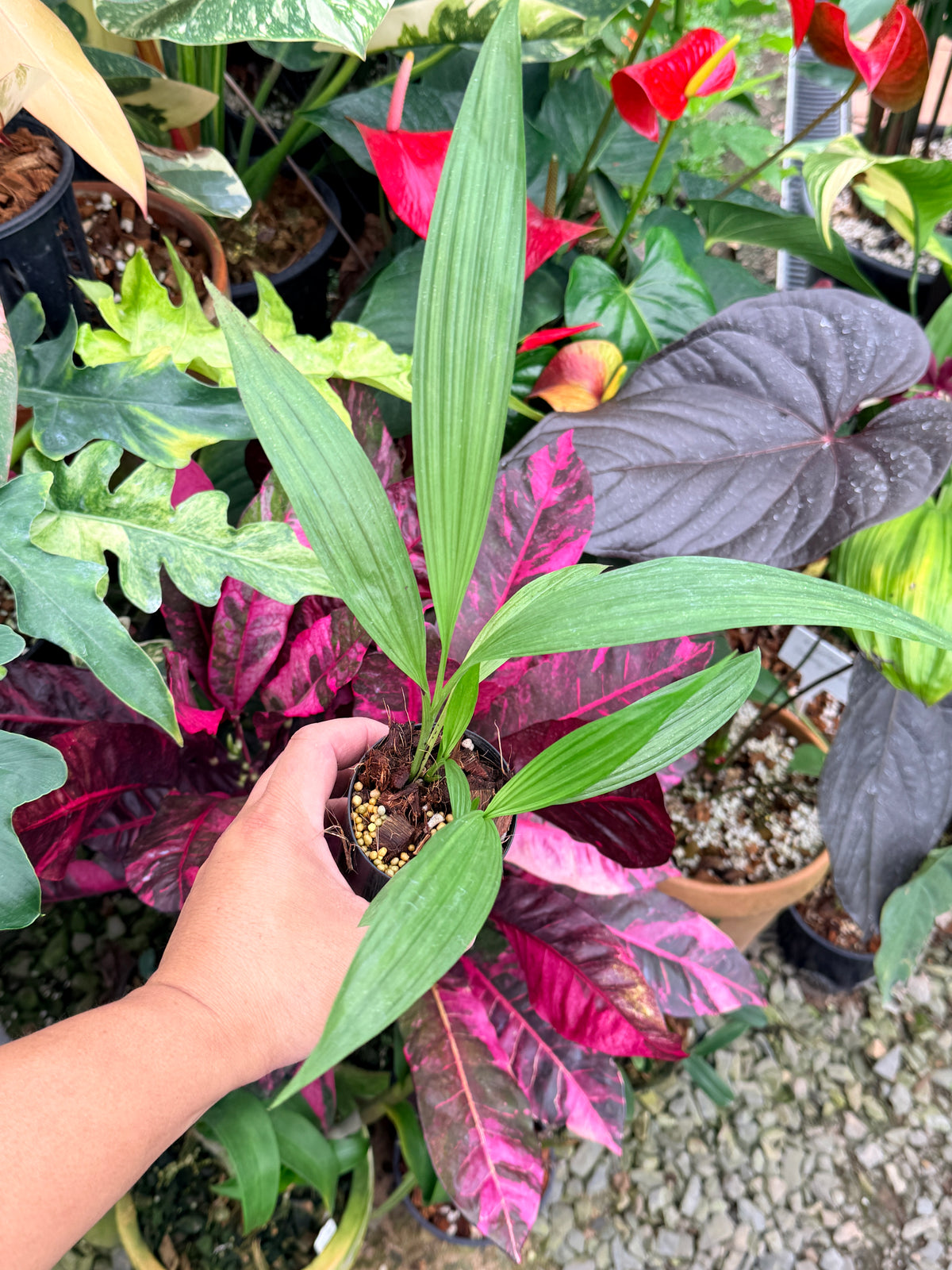 Spathoglottis 'Puple Col' P64