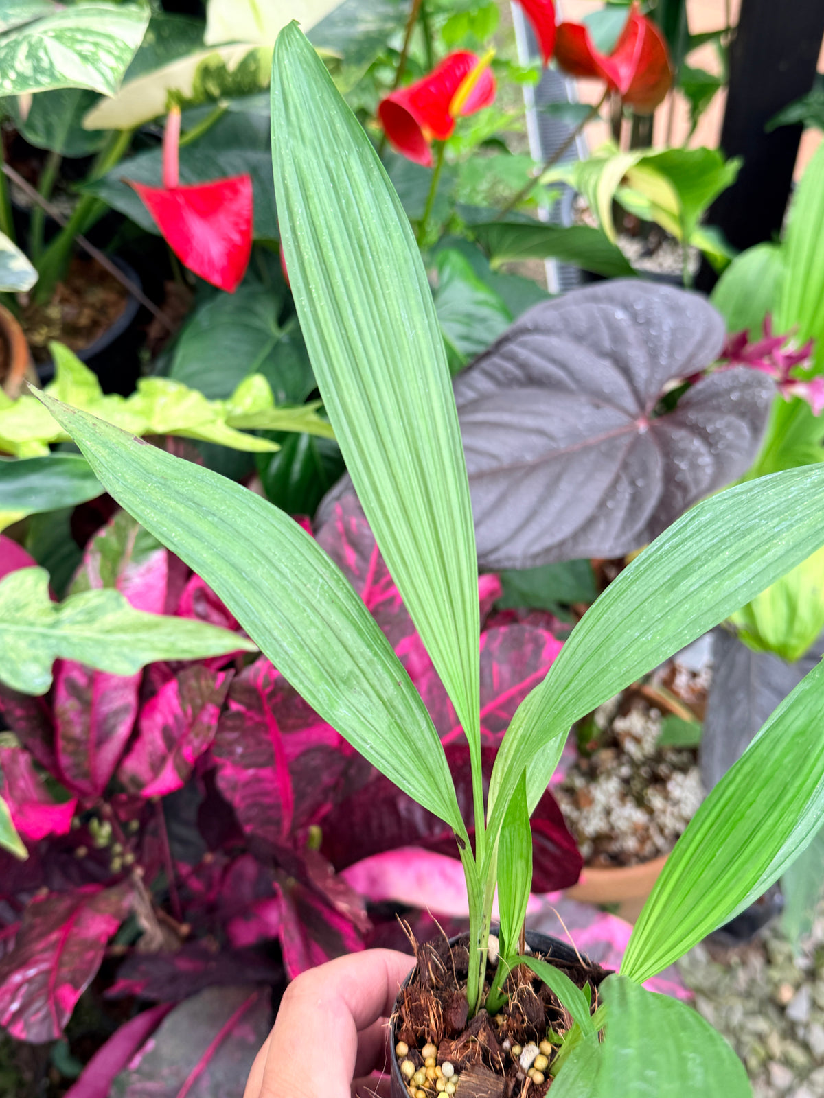 Spathoglottis 'Puple Col' P64