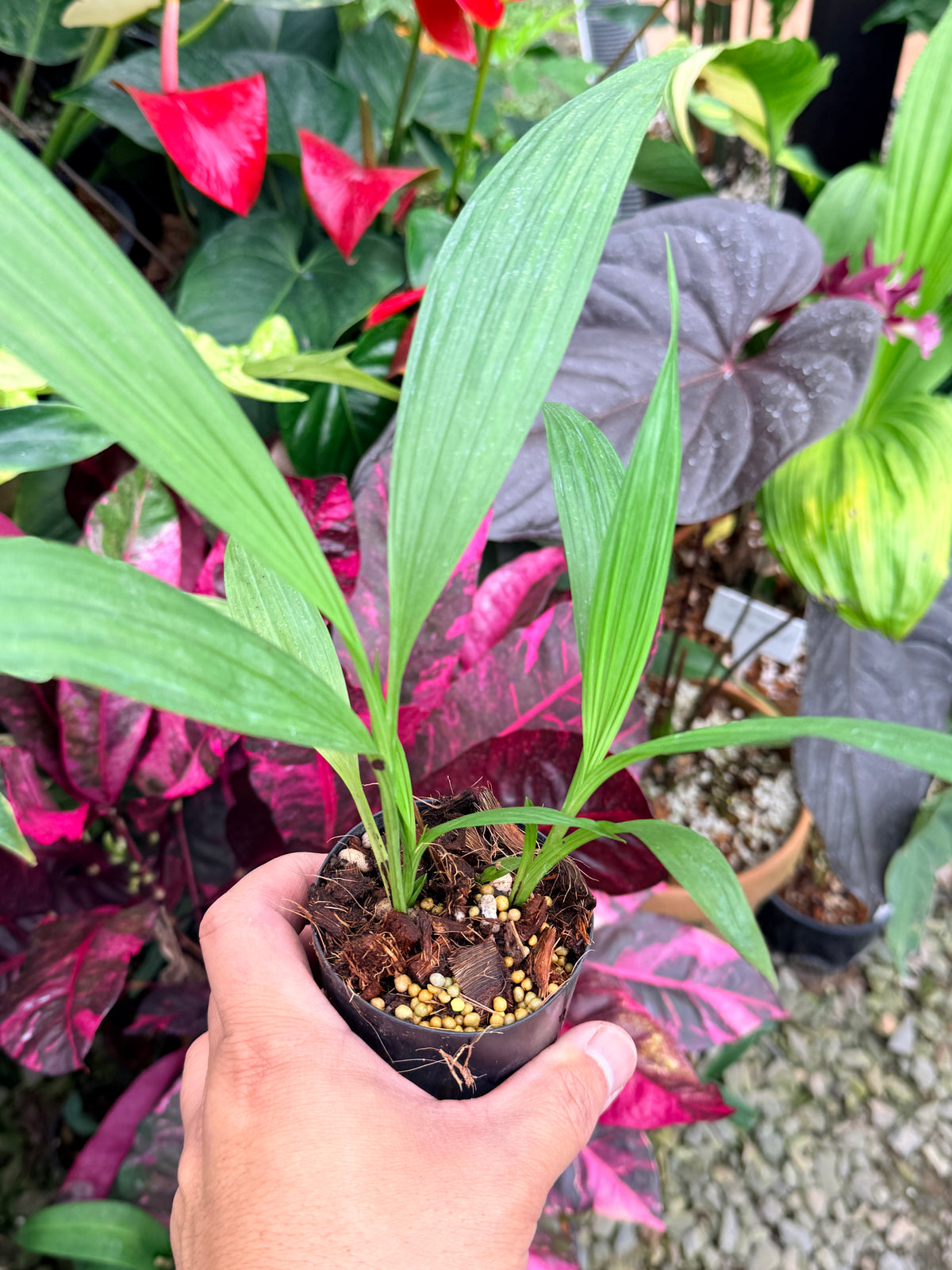 Spathoglottis 'Puple Col' P74