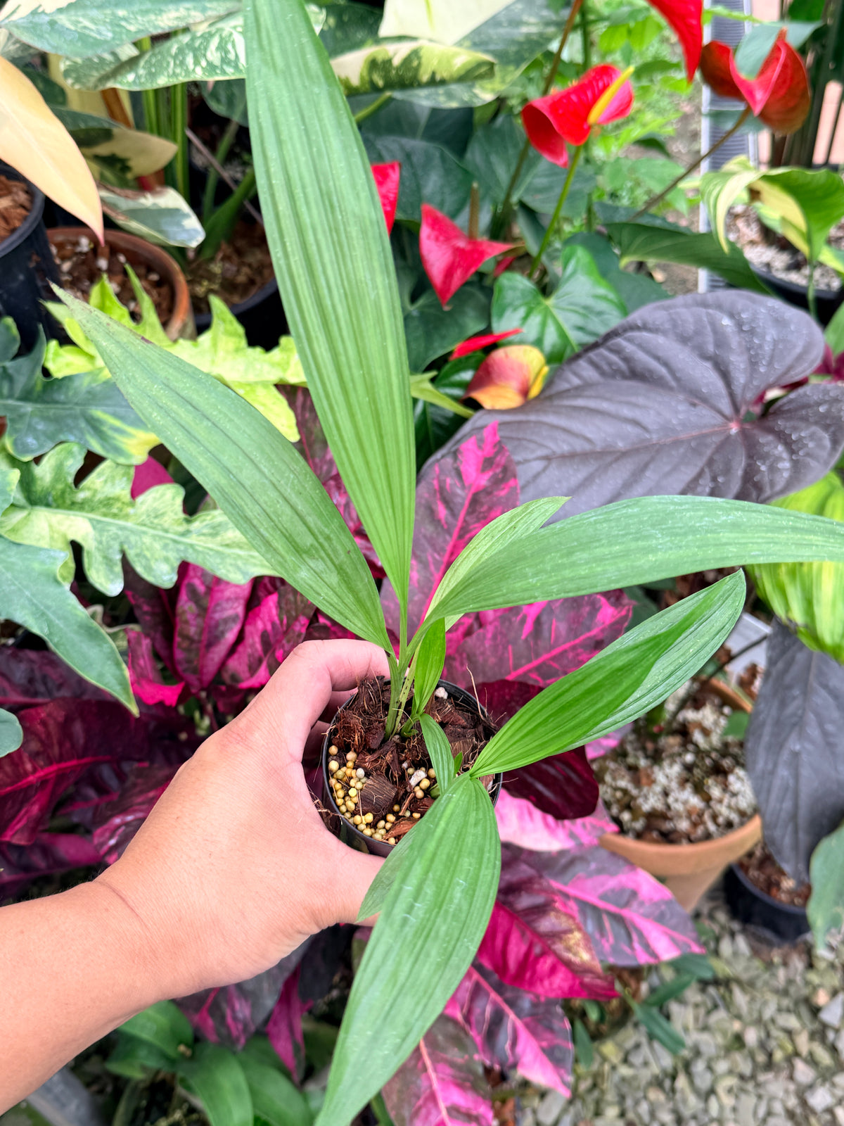 Spathoglottis 'Puple Col' P74
