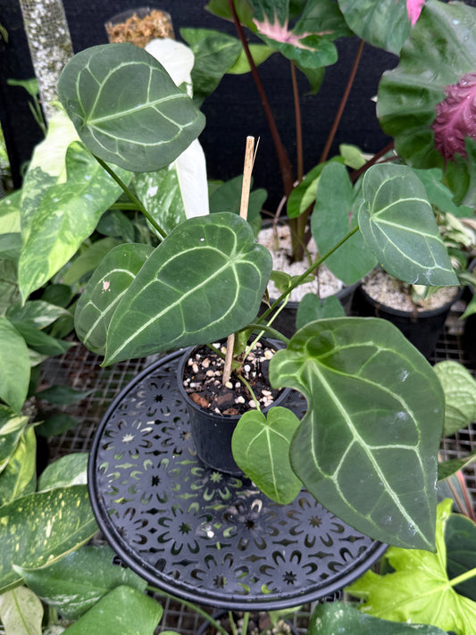 Anthurium 'Forgetii' J36