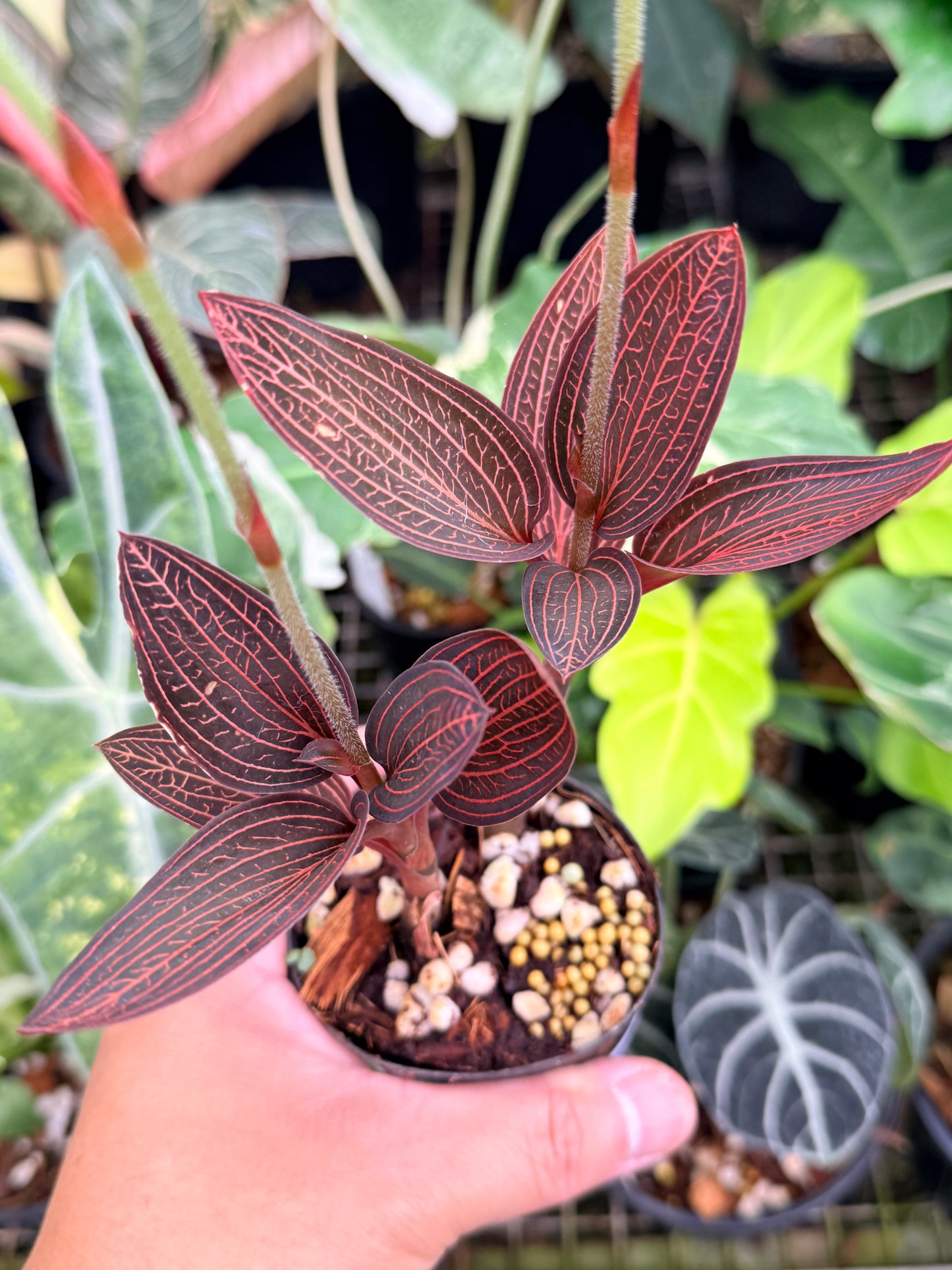 Ludisia discolor 'Spiderman' P75