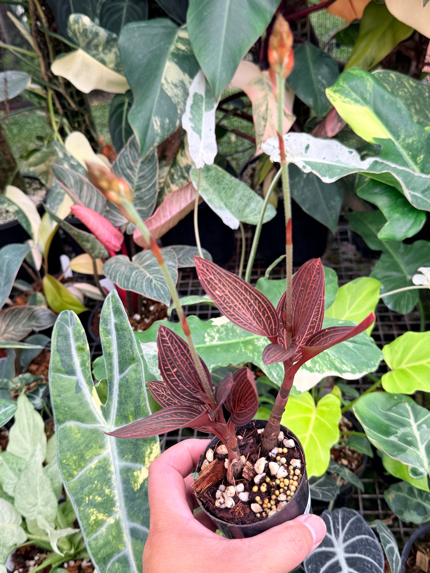 Ludisia discolor 'Spiderman' P75